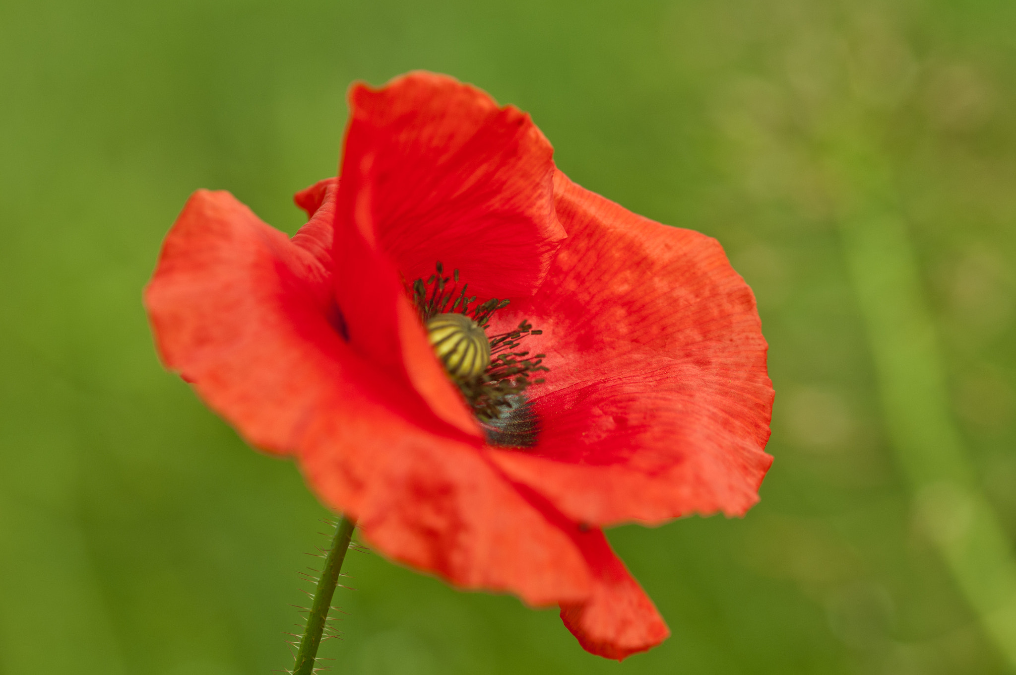 Sigma 105mm F2.8 EX DG OS HSM sample photo. Poppy photography