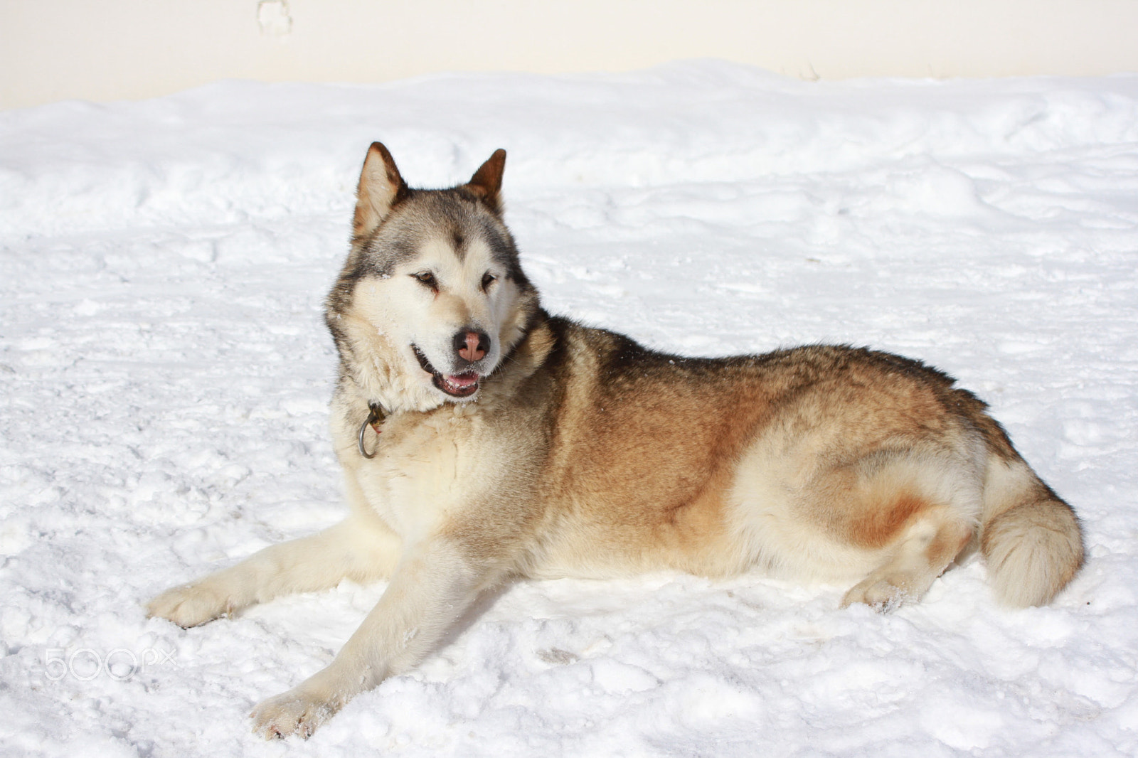 Canon EF 28-80mm f/3.5-5.6 sample photo. U'nta dans la neige photography