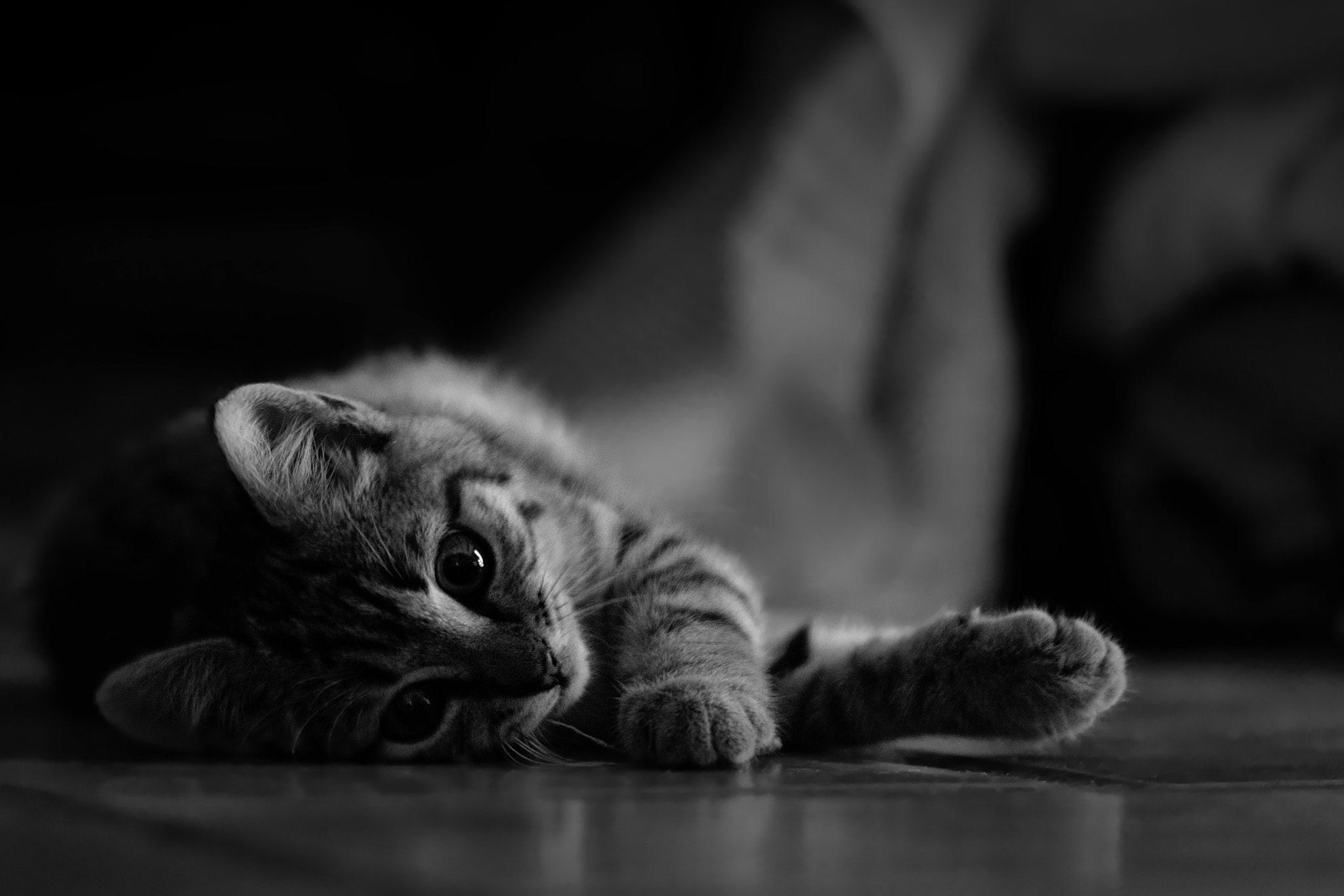 Nikon D7100 + Manual Lens No CPU sample photo. Kitten nap photography