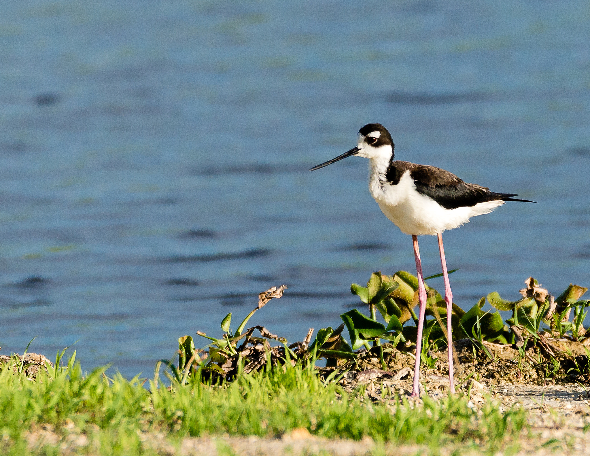 Nikon D600 sample photo. Black-winged stilt photography