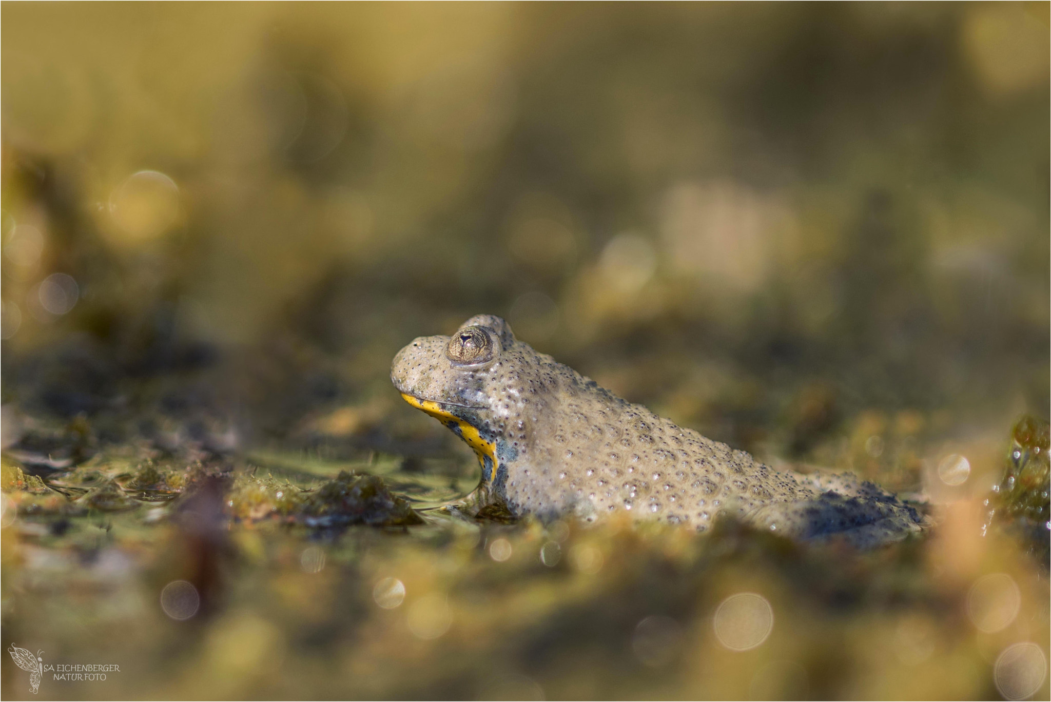 Nikon D810 + Nikon AF Micro-Nikkor 200mm F4D ED-IF sample photo. Unke in der abendlichen sonne photography