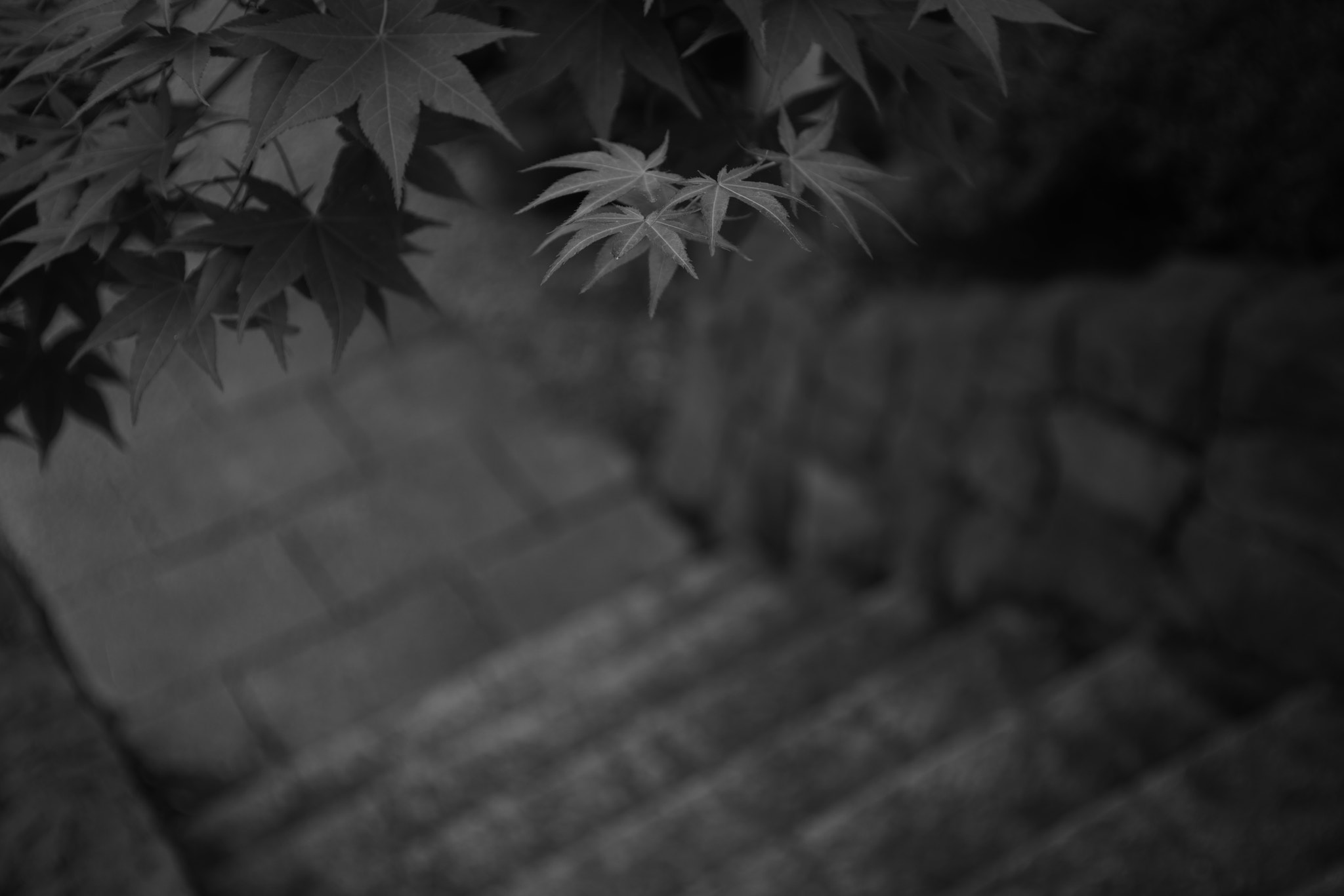 Pentax K-1 sample photo. Maple & stone steps photography