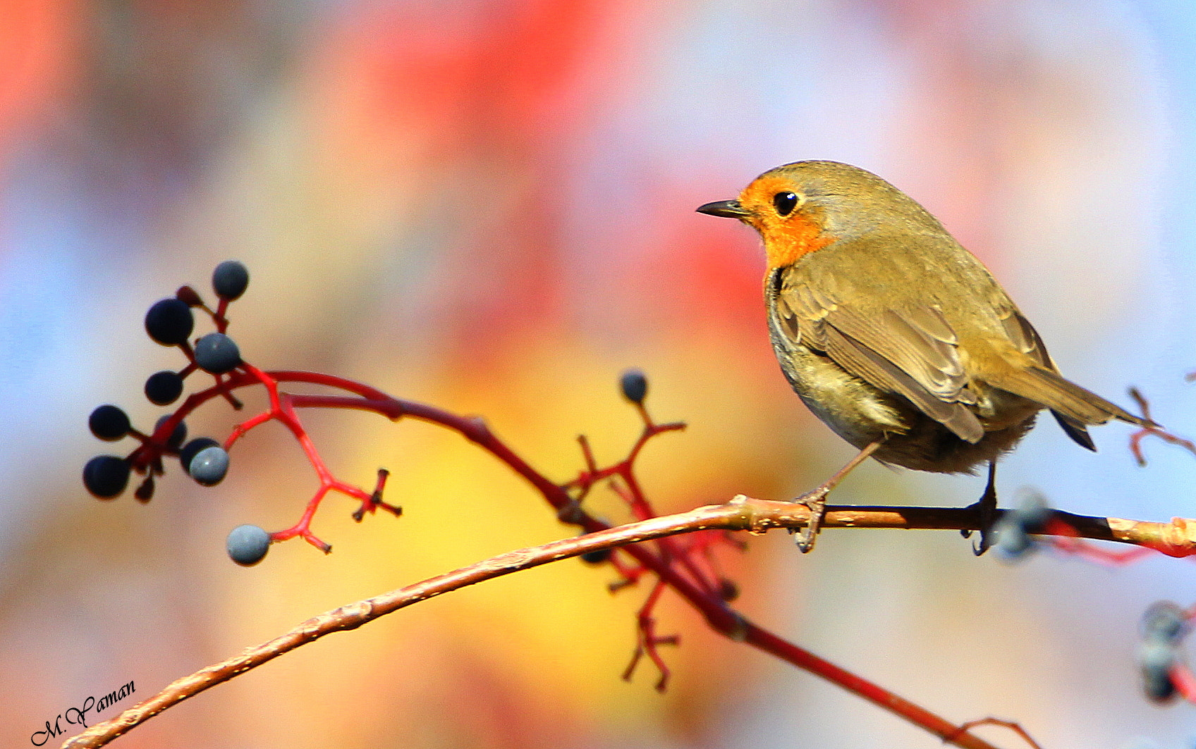 Tamron SP 150-600mm F5-6.3 Di VC USD sample photo. European robin - kızılgerdan photography