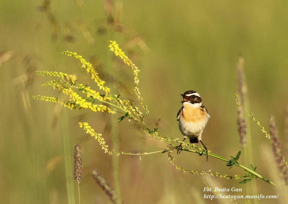 Canon EOS 7D + Canon EF 400mm F5.6L USM sample photo. * photography