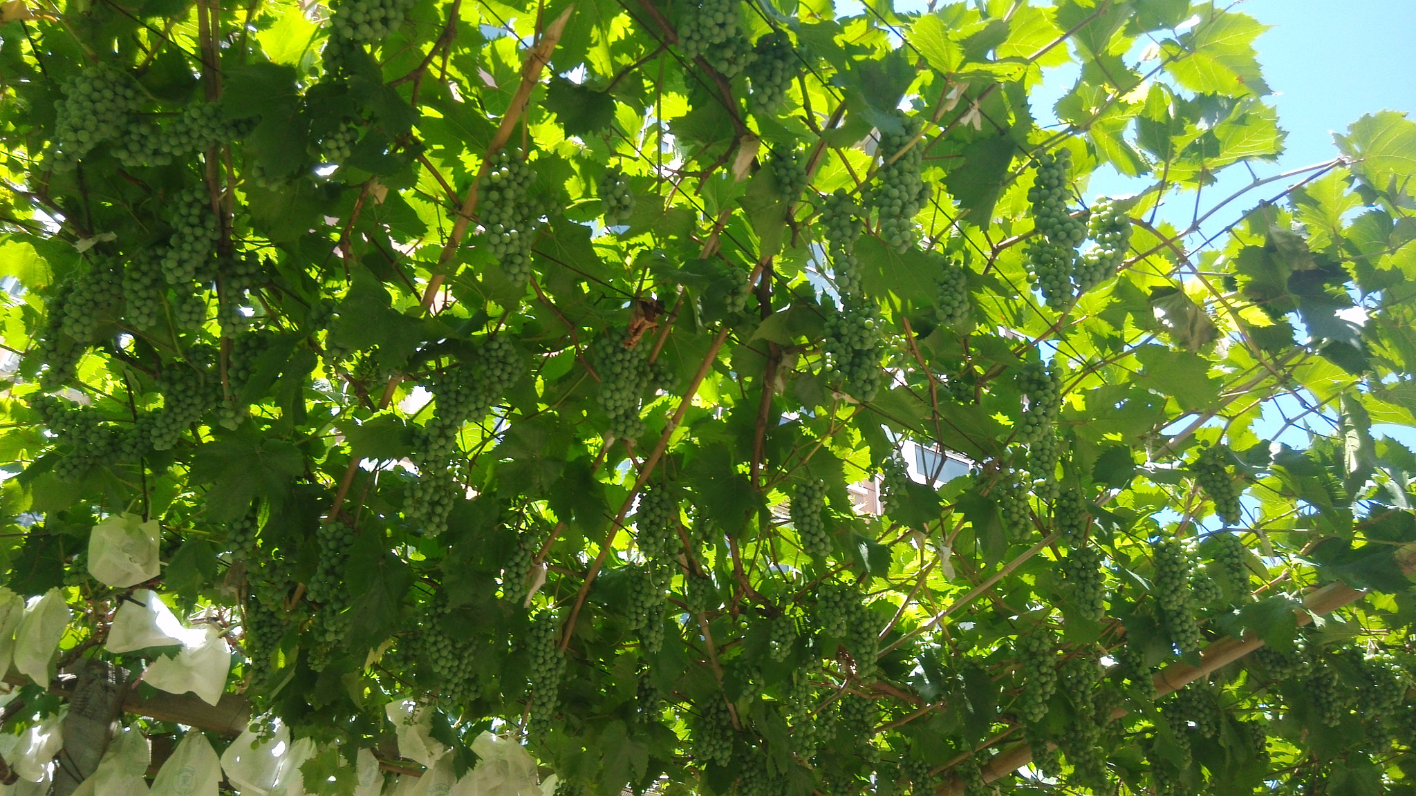 Xiaomi MI3 sample photo