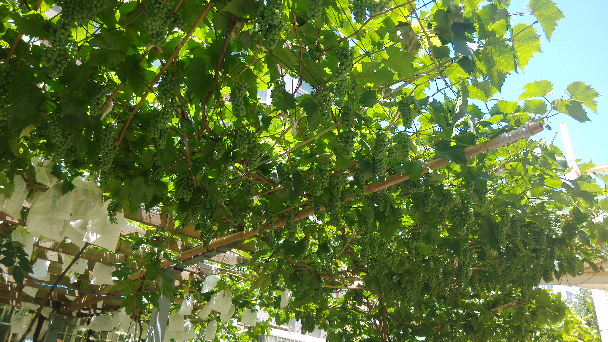 Xiaomi MI3 sample photo
