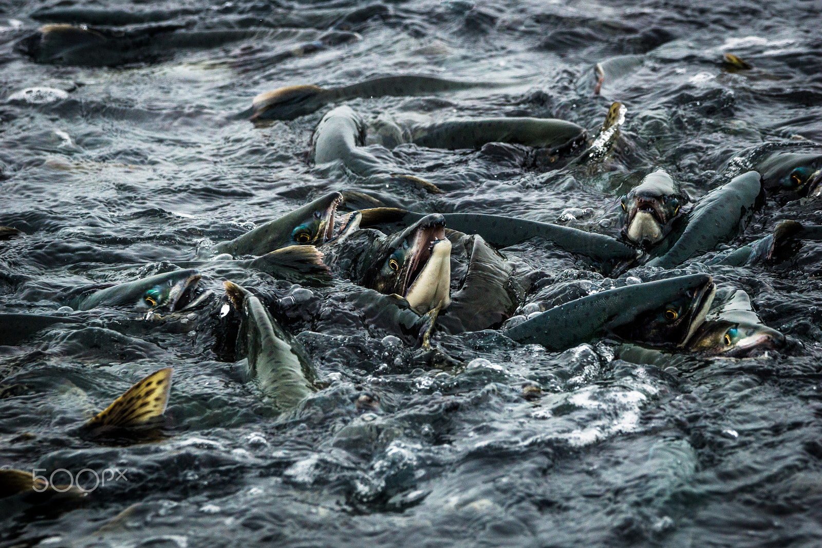 Sony SLT-A77 sample photo. Salmon spawning photography