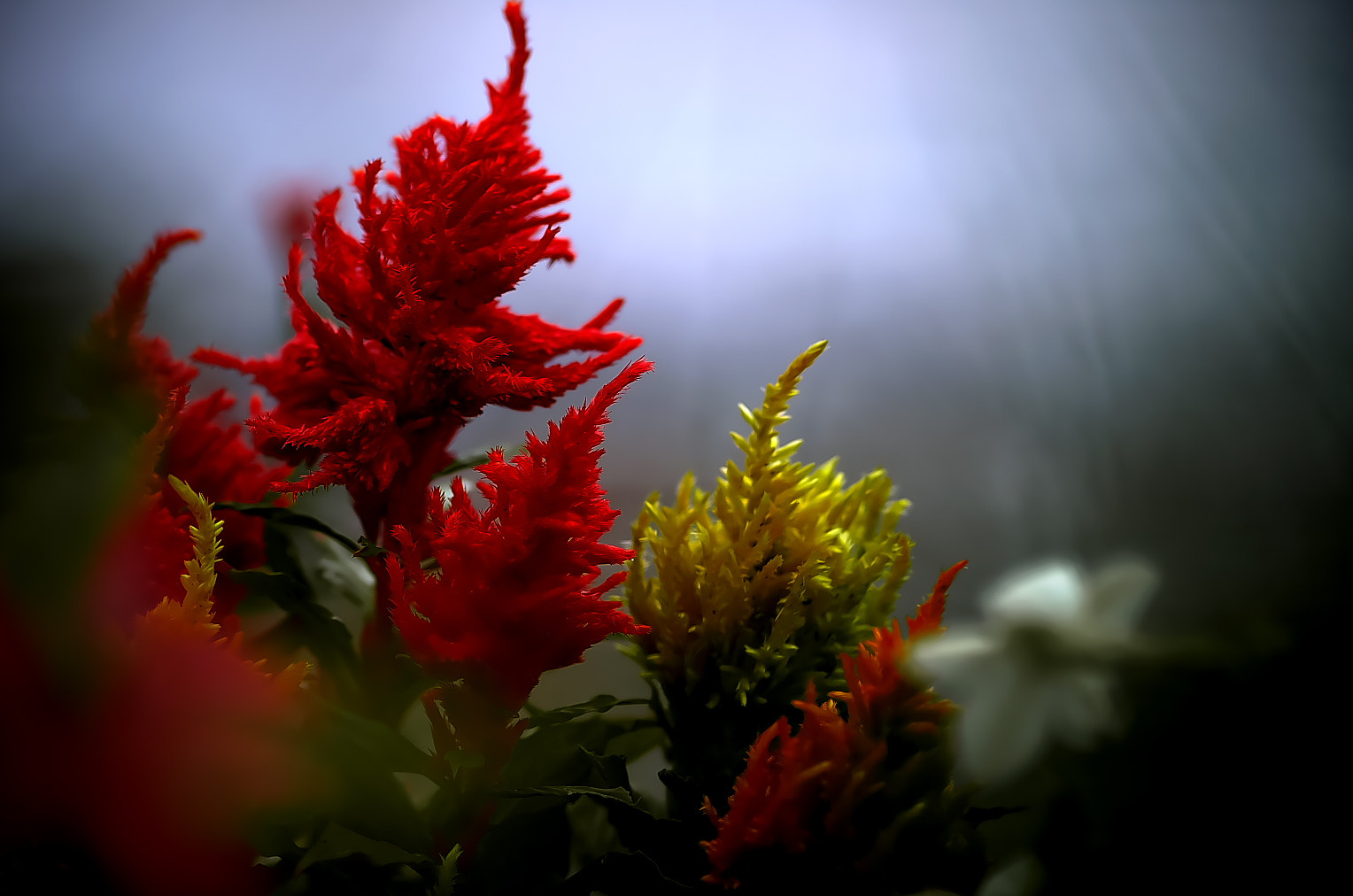 Pentax smc D-FA 100mm F2.8 Macro WR sample photo. Keitou（鶏頭） photography