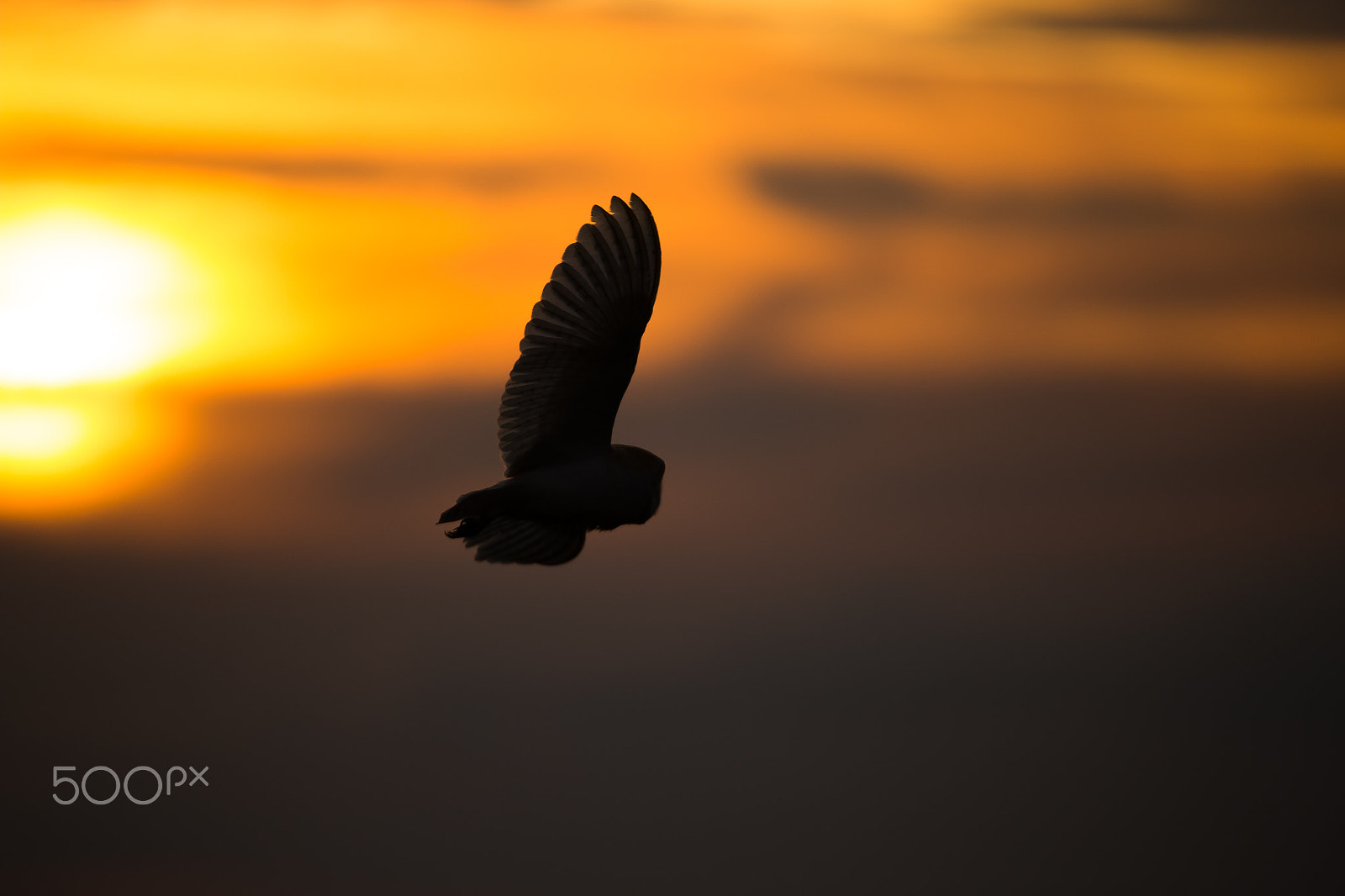 150-600mm F5-6.3 DG OS HSM | Sports 014 sample photo. Barn owl photography