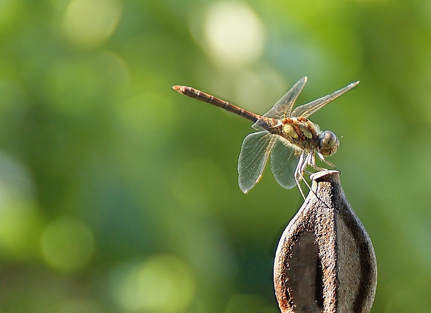 Sony Alpha DSLR-A290 sample photo. - photography