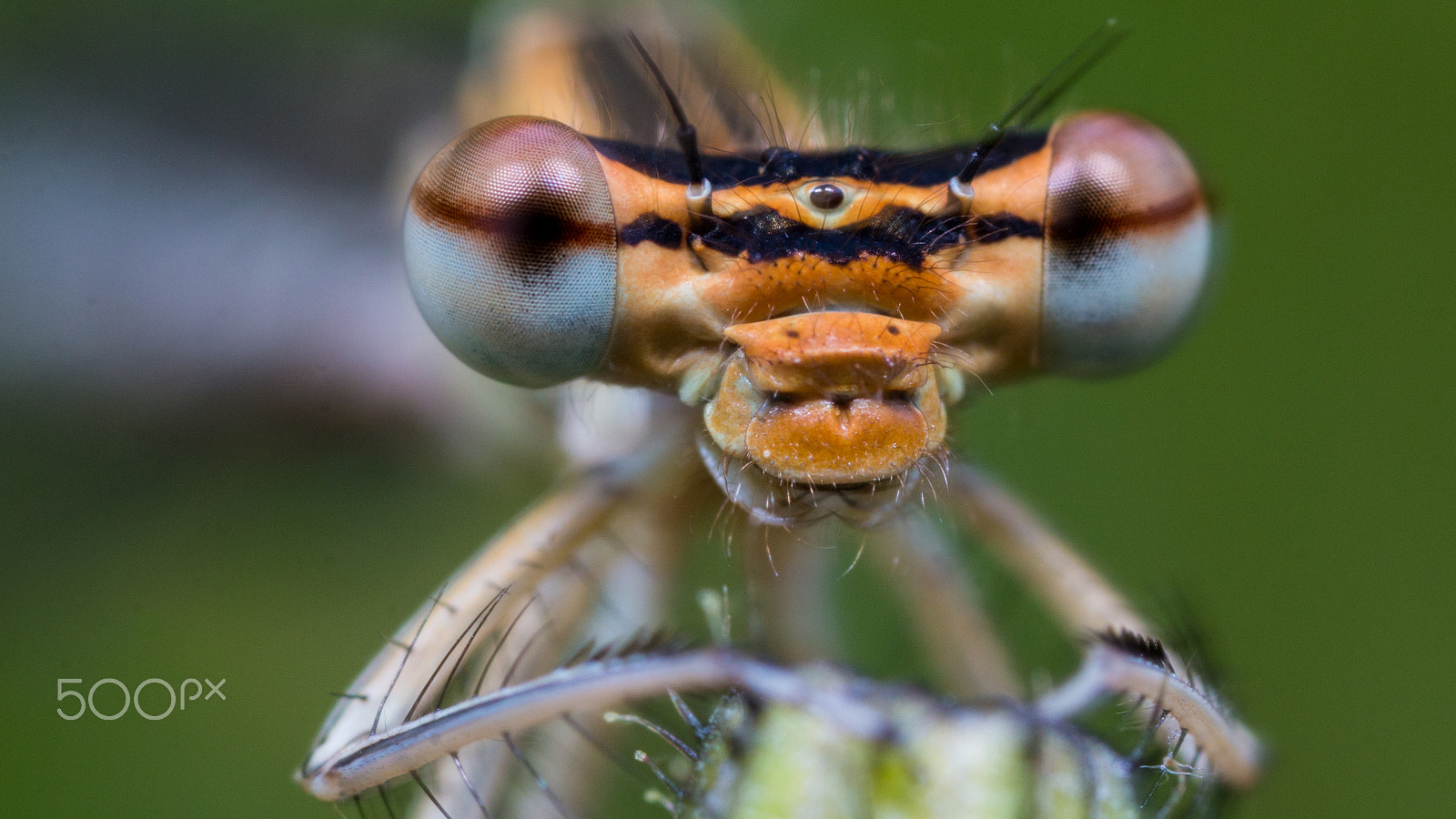 Canon MP-E 65mm F2.5 1-5x Macro Photo sample photo. Gros plan photography