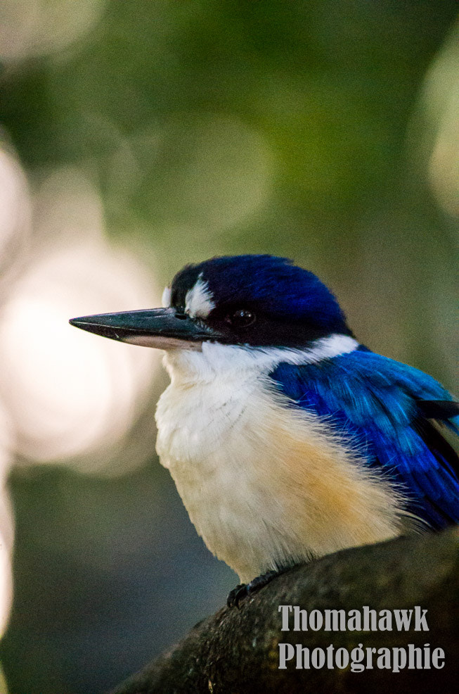 Pentax smc DA 55-300mm F4.0-5.8 ED sample photo. King fisher photography