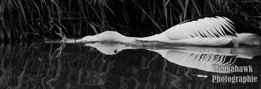 Pentax smc DA 55-300mm F4.0-5.8 ED sample photo. Fishing photography