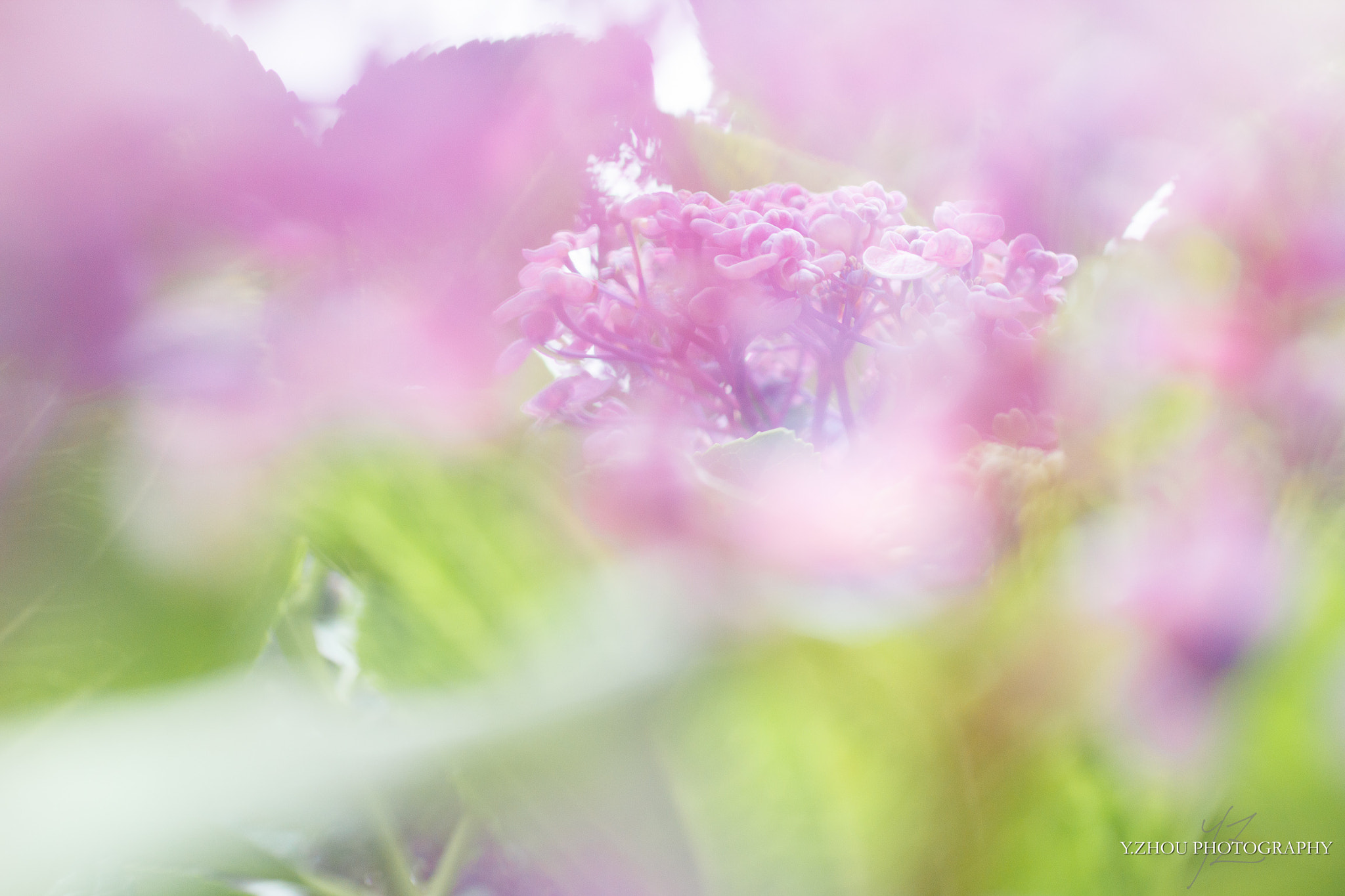 Canon EOS 60D + Sigma 50mm f/2.8 EX sample photo. Hydrangea photography