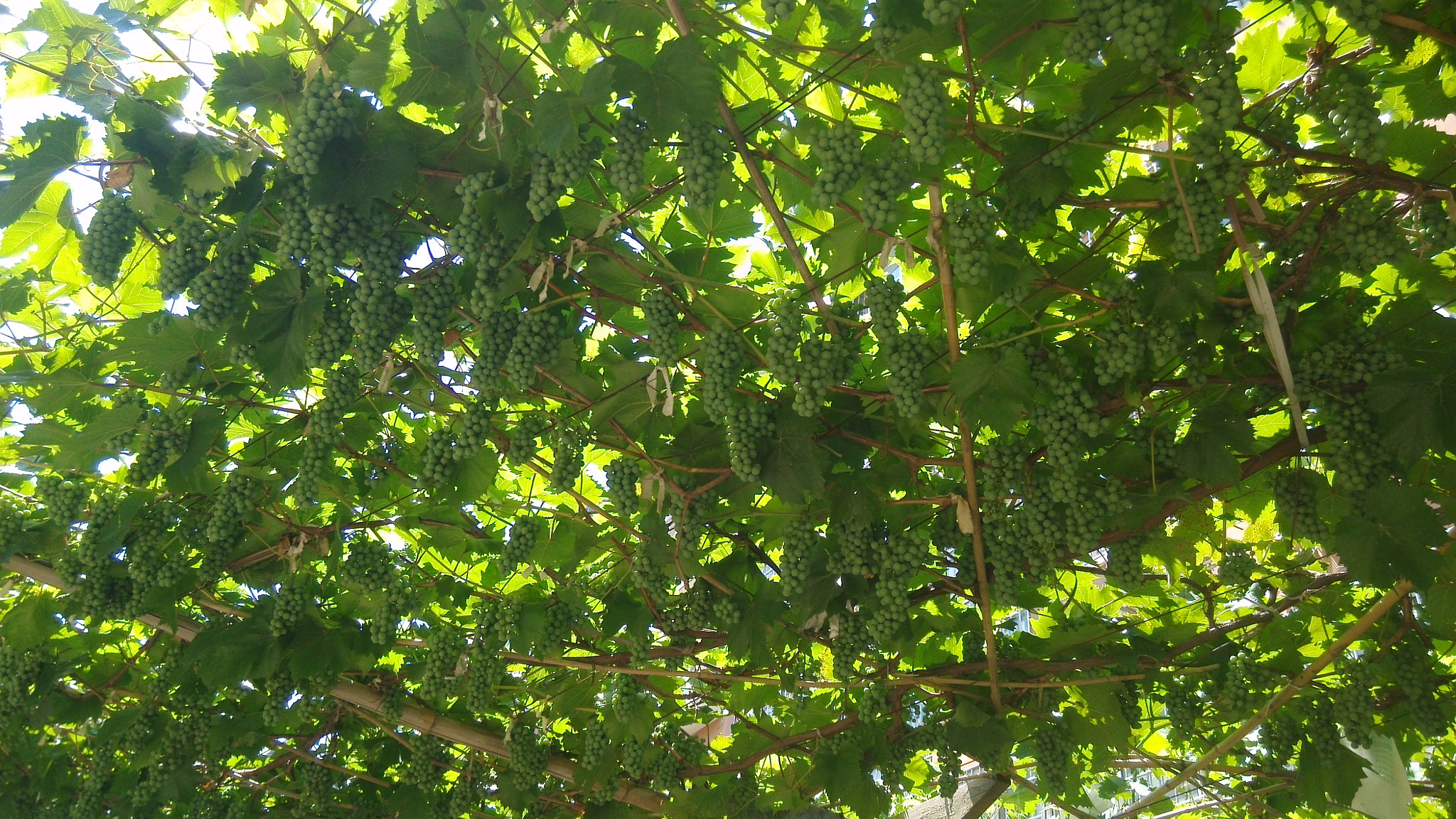 Xiaomi MI3 sample photo