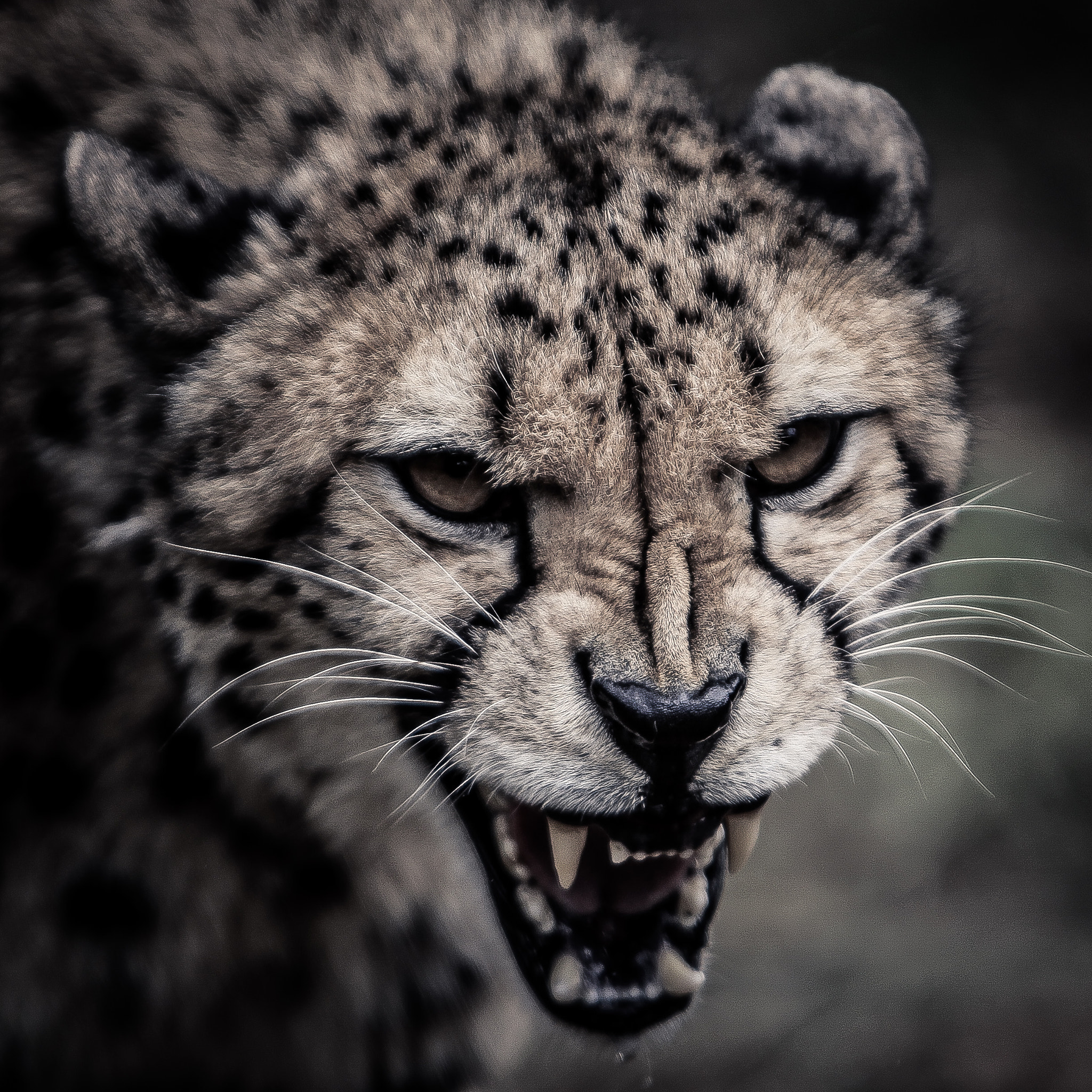 Canon EF 70-200mm F2.8L IS USM sample photo. Cheetah photography