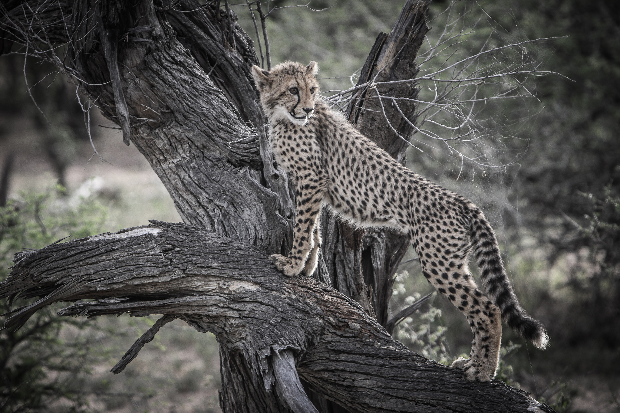 Canon EF 70-200mm F2.8L IS USM sample photo. Cheetah cub photography