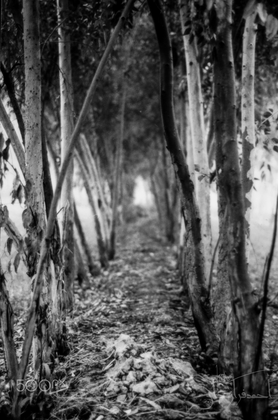Canon EOS 1000D (EOS Digital Rebel XS / EOS Kiss F) sample photo. No mans land photography