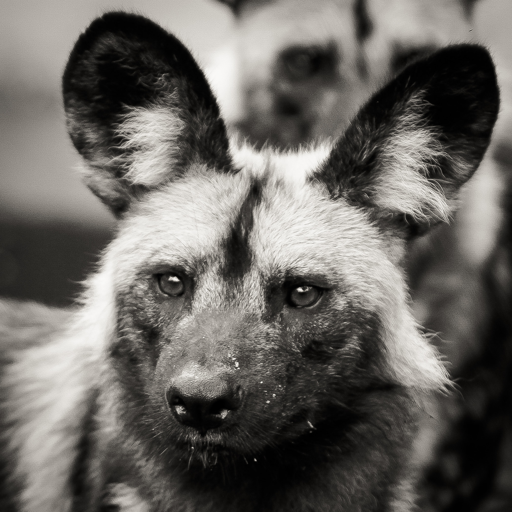 Canon EOS 50D + Canon EF 70-200mm F2.8L IS USM sample photo. African wild dog photography