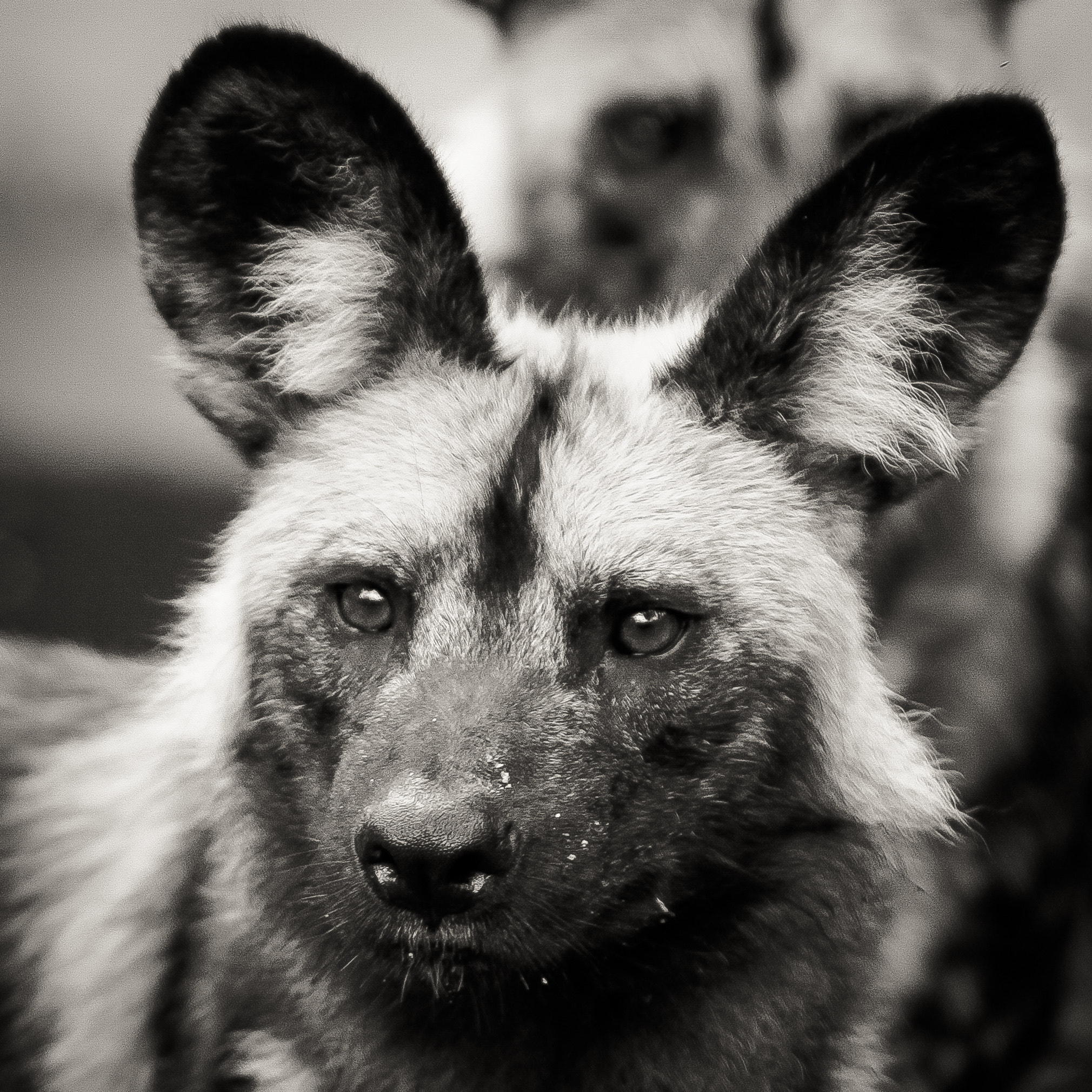 Canon EF 70-200mm F2.8L IS USM sample photo. African wild dog photography