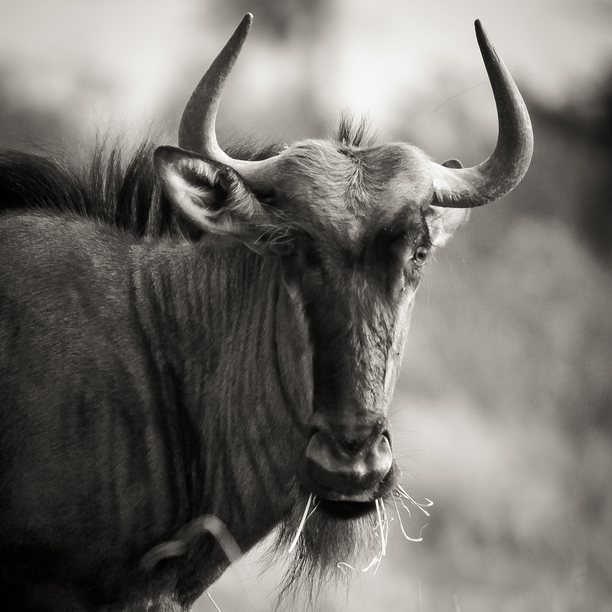 Canon EF 70-200mm F2.8L IS USM sample photo. Wildebeest photography