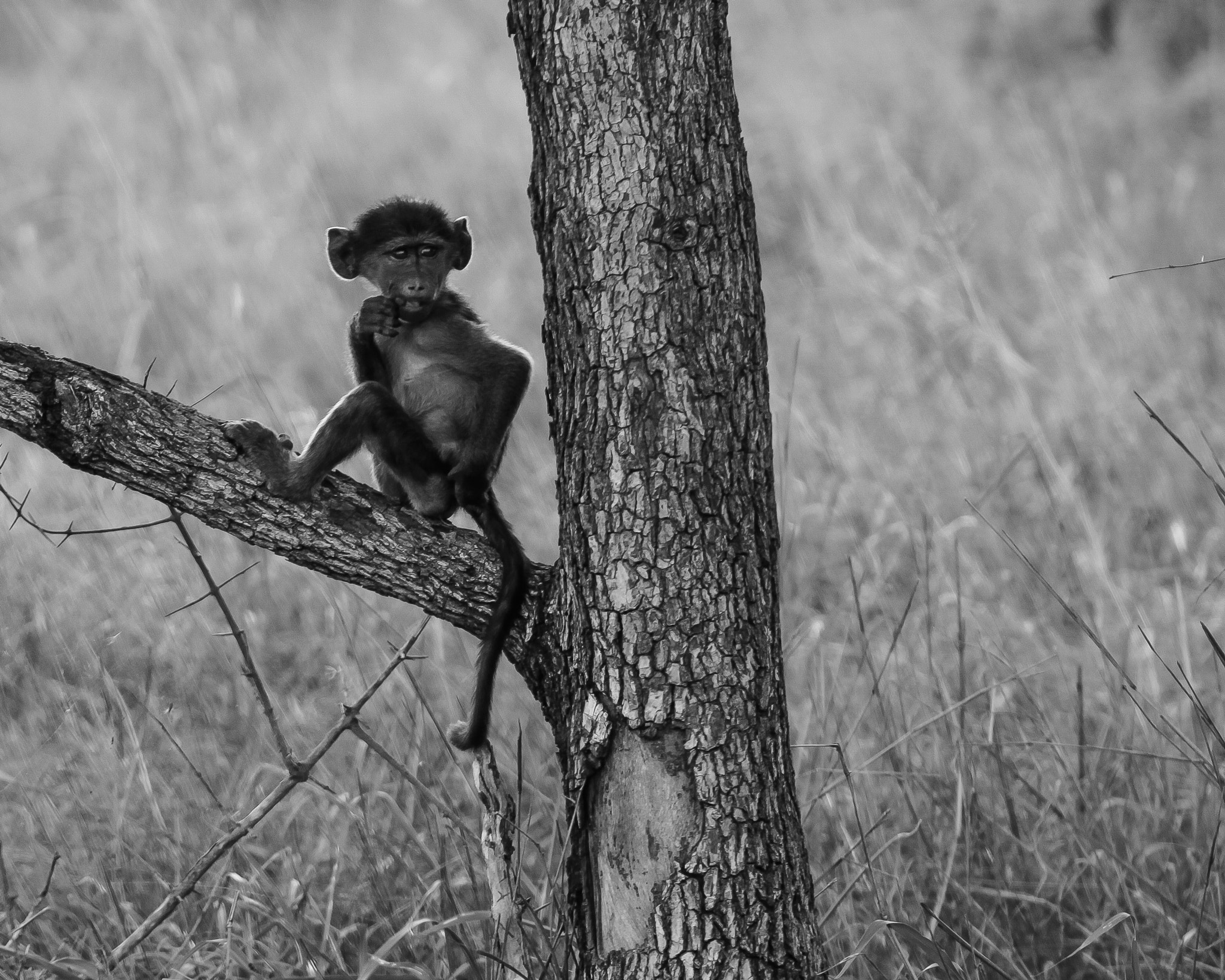 Canon EF 70-200mm F2.8L IS USM sample photo. Baboon baby photography