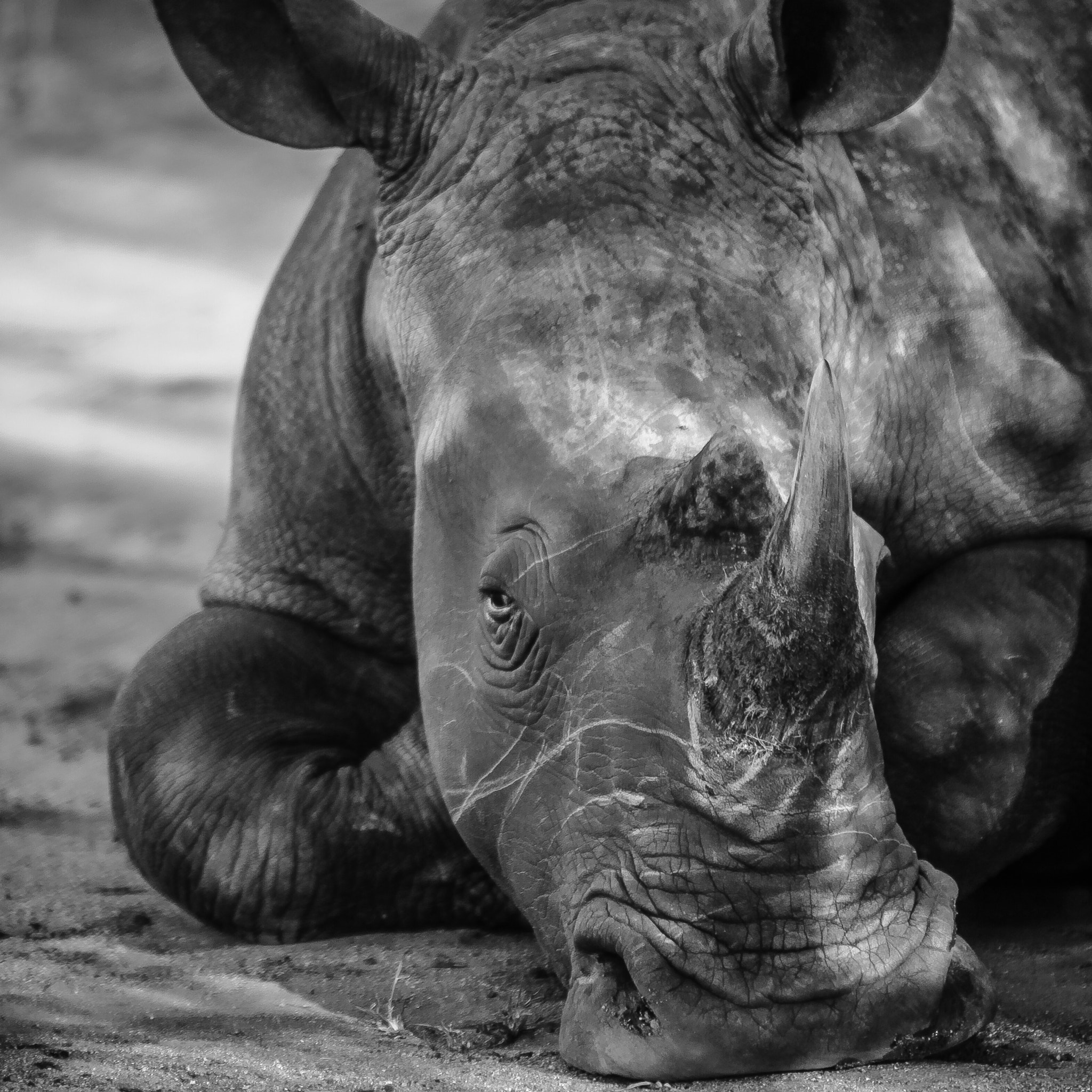 Canon EF 70-200mm F2.8L IS USM sample photo. Rhino photography