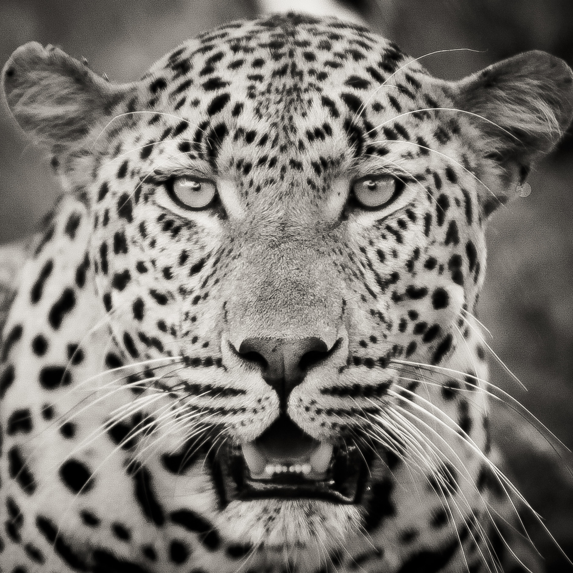 Canon EOS 50D + Canon EF 70-200mm F2.8L IS USM sample photo. Leopard photography