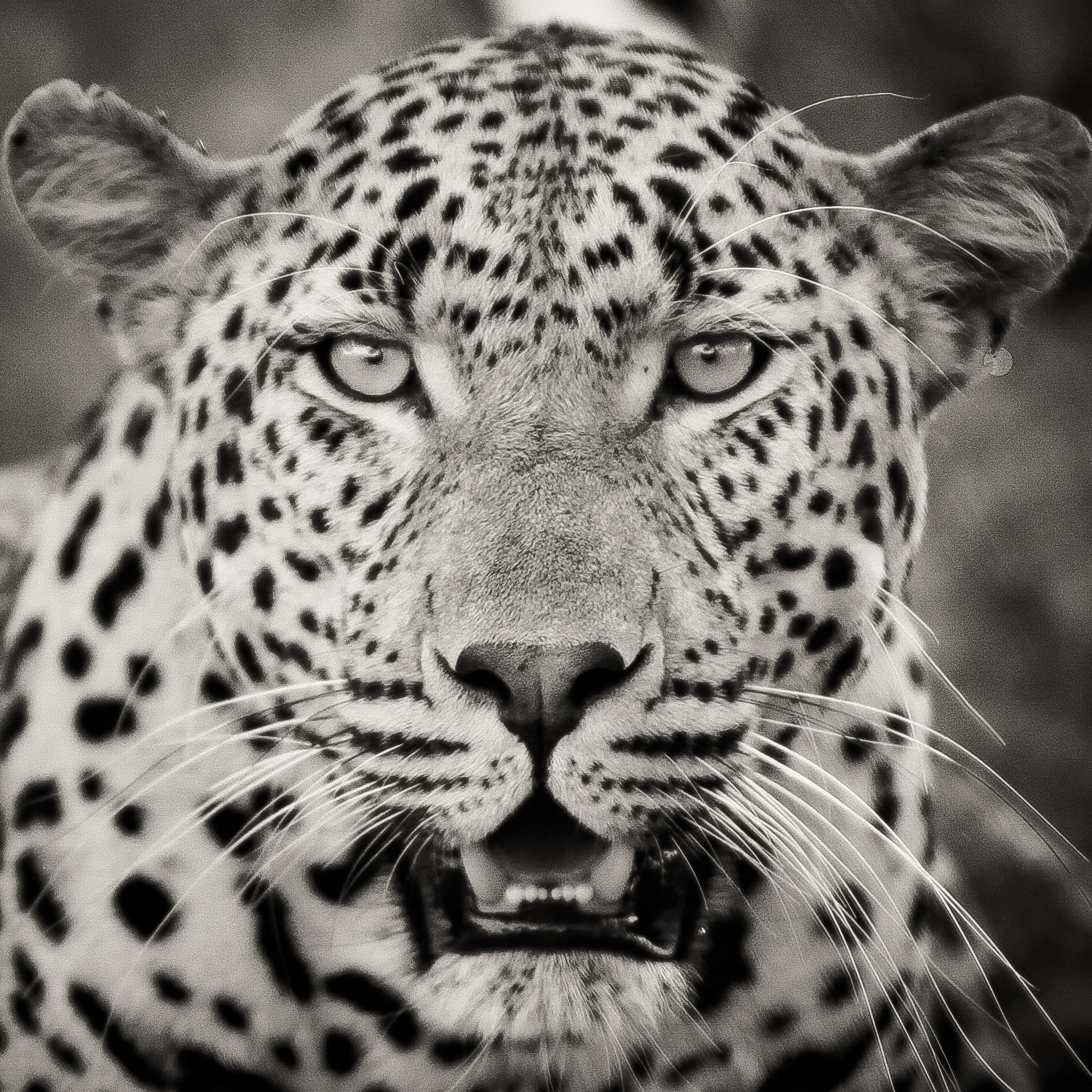 Canon EF 70-200mm F2.8L IS USM sample photo. Leopard photography