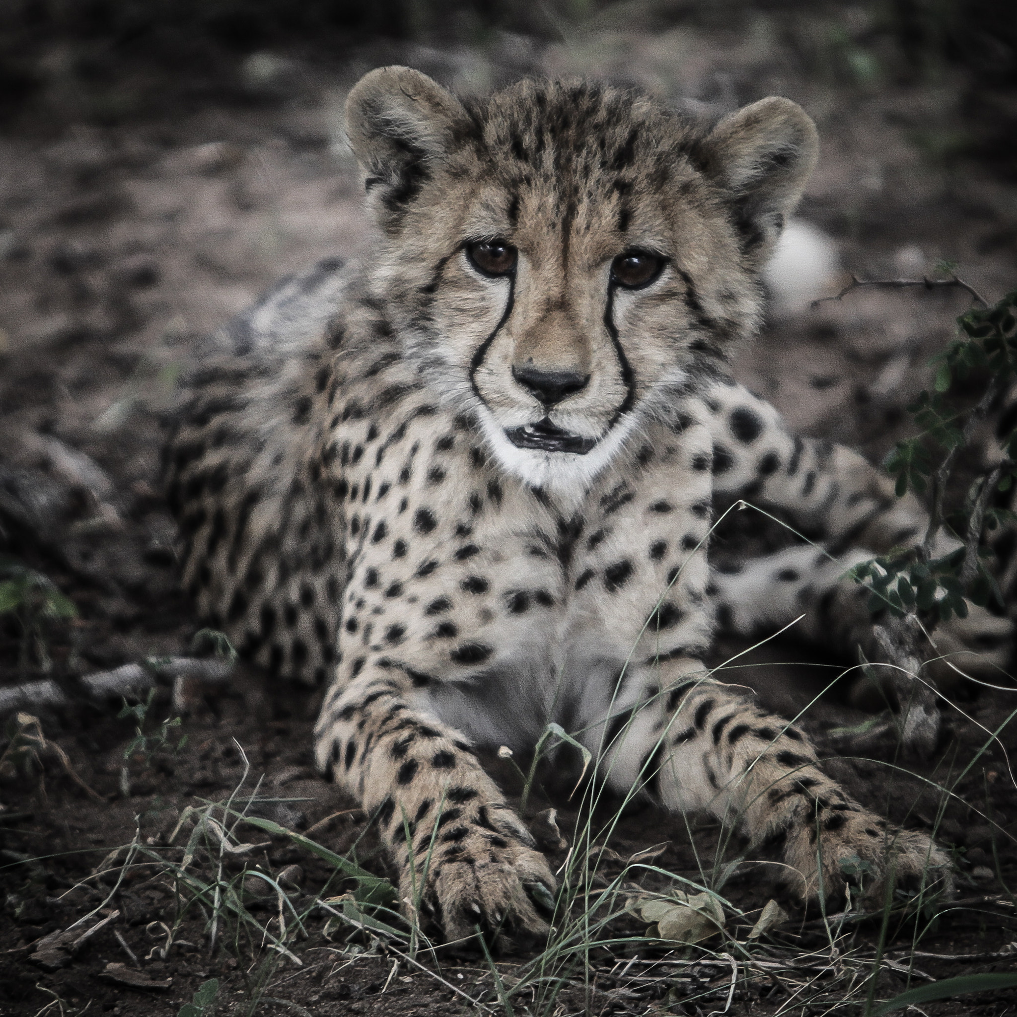 Canon EF 70-200mm F2.8L IS USM sample photo. Cheetah cub photography