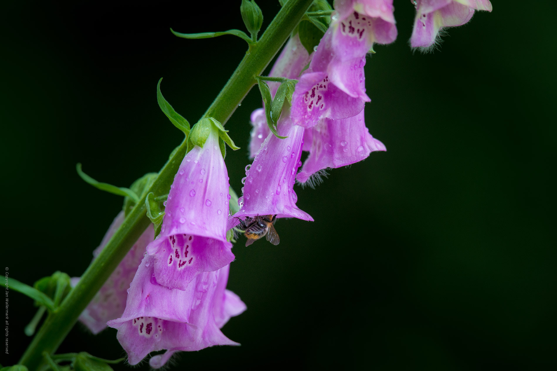 Nikon AF-S Nikkor 400mm F2.8E FL ED VR sample photo. A digitalis photography