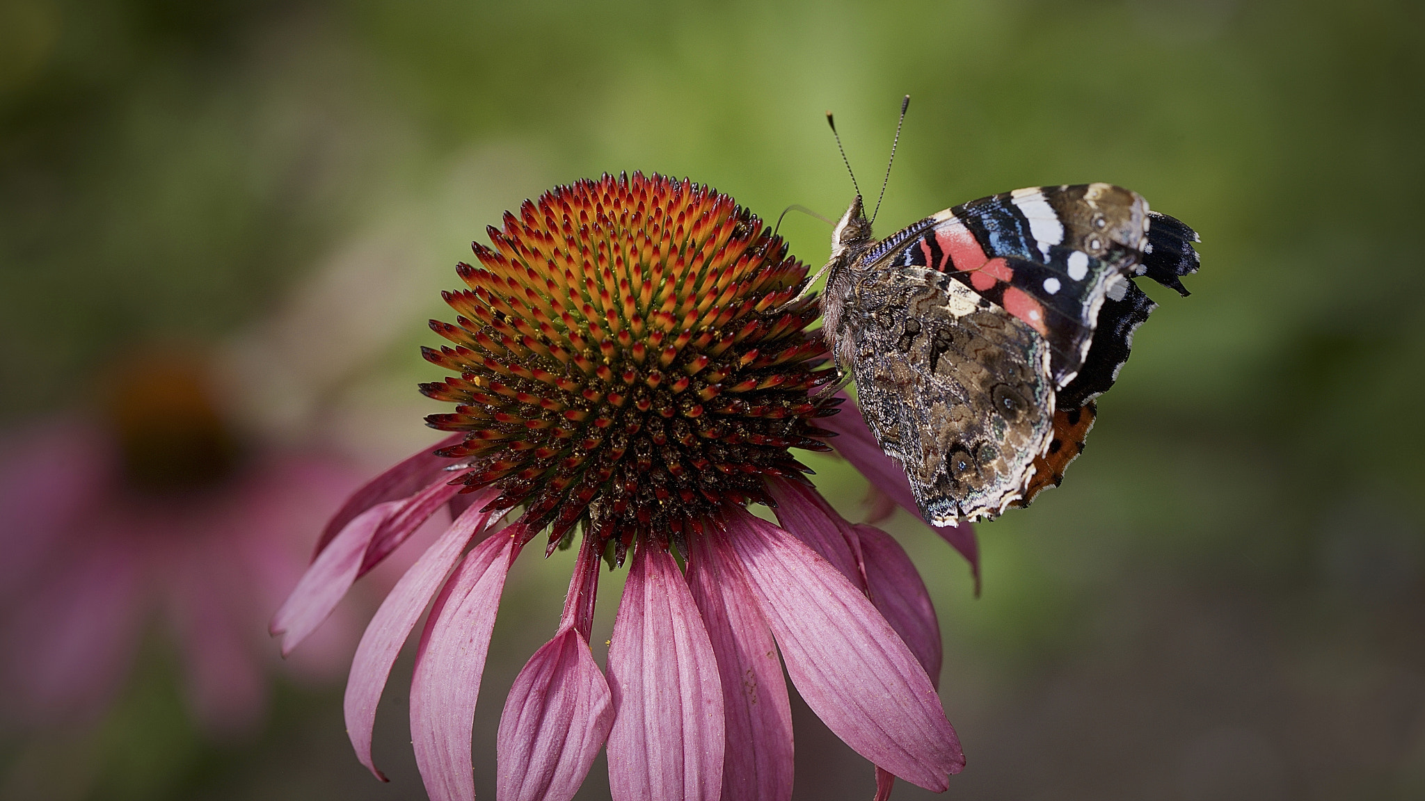 Canon EOS-1Ds Mark III sample photo. () photography