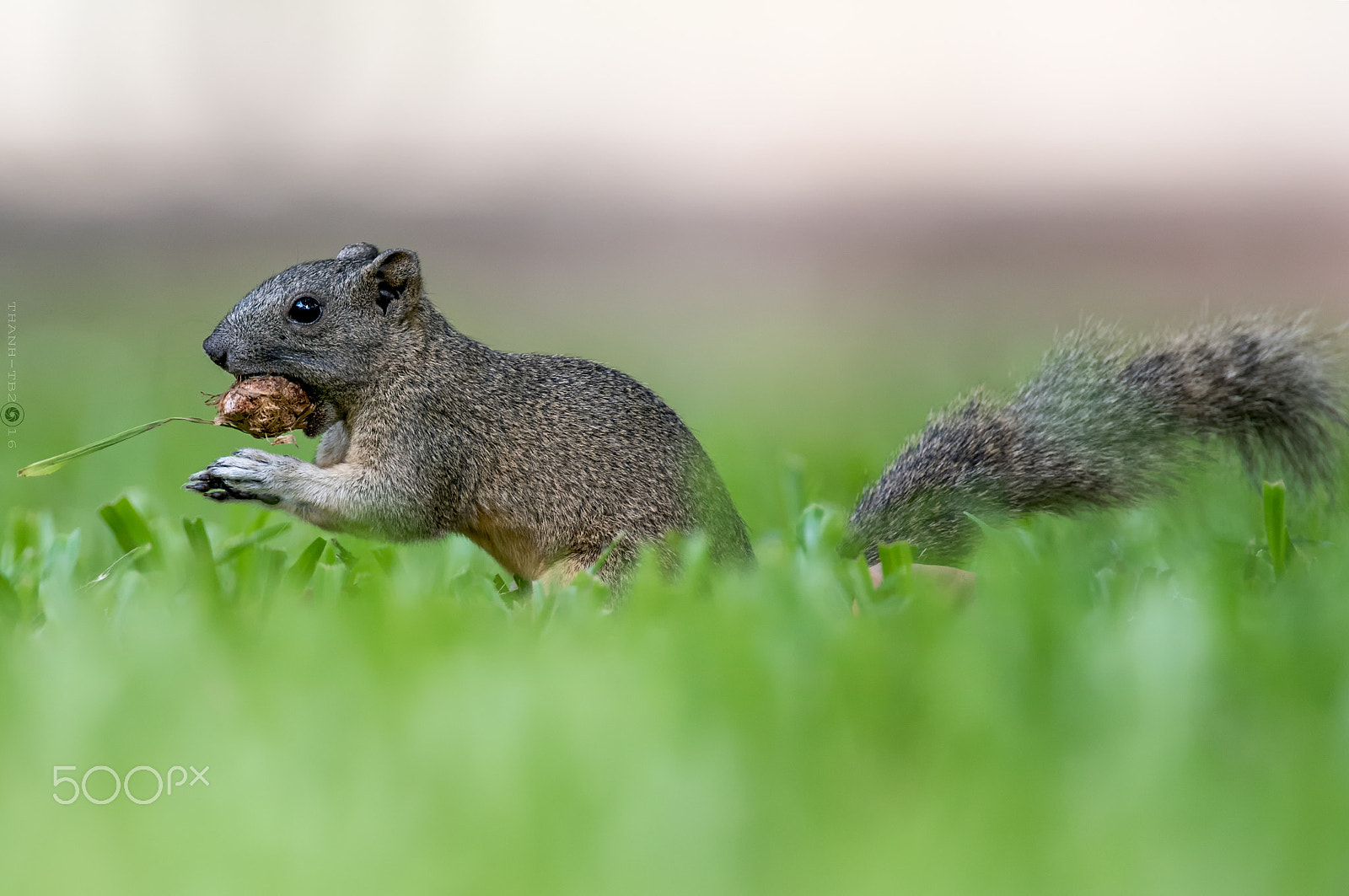 Nikon AF-S Nikkor 600mm F4D ED-IF II sample photo