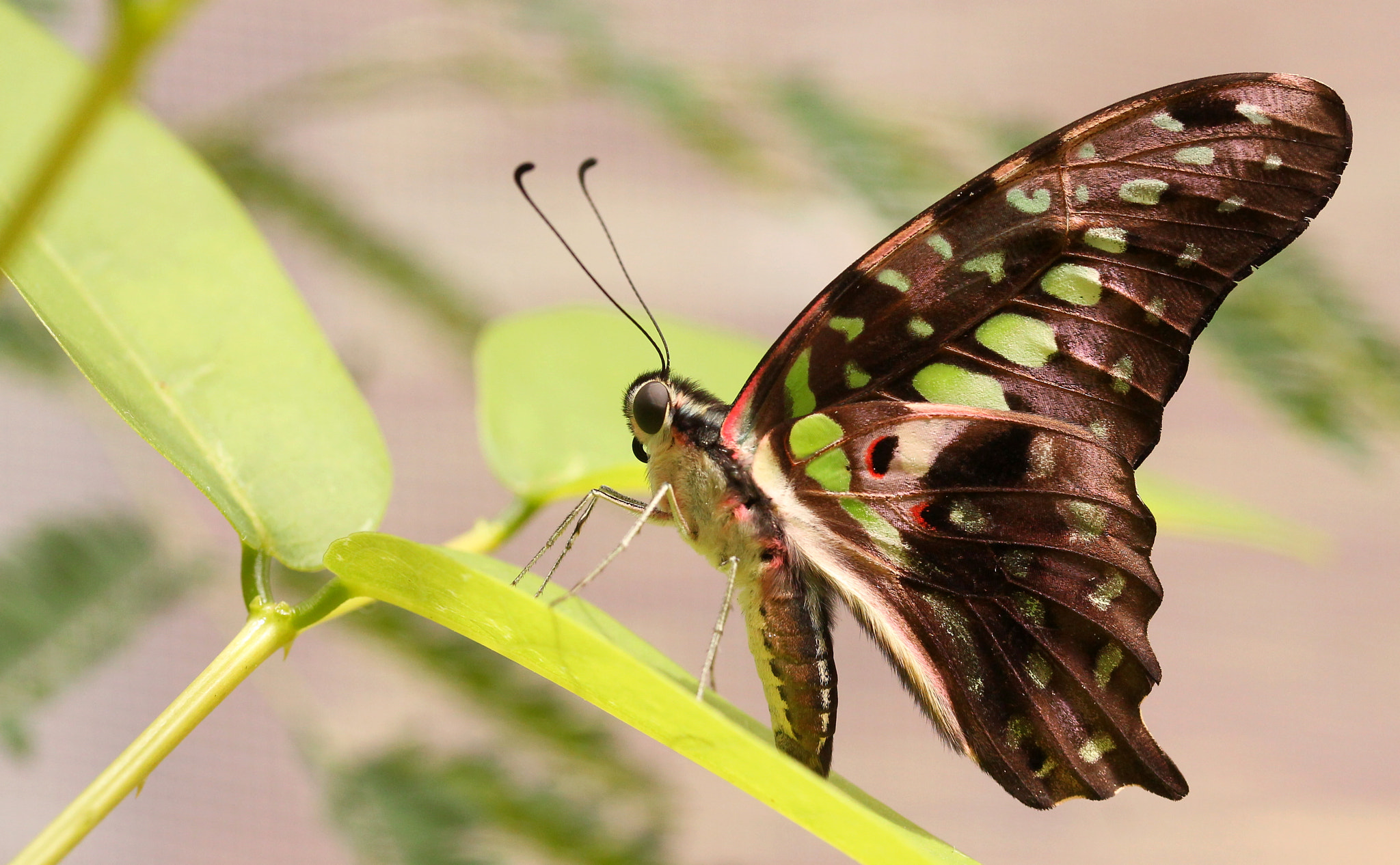 Canon EF-S 60mm F2.8 Macro USM sample photo. Graphium agamemnon (tailed jay) photography