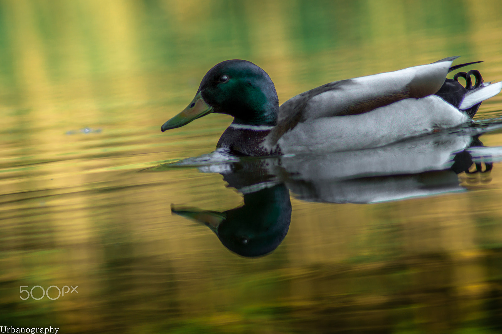 Sony SLT-A58 + Tamron SP 24-70mm F2.8 Di VC USD sample photo. Beauty of the duck photography