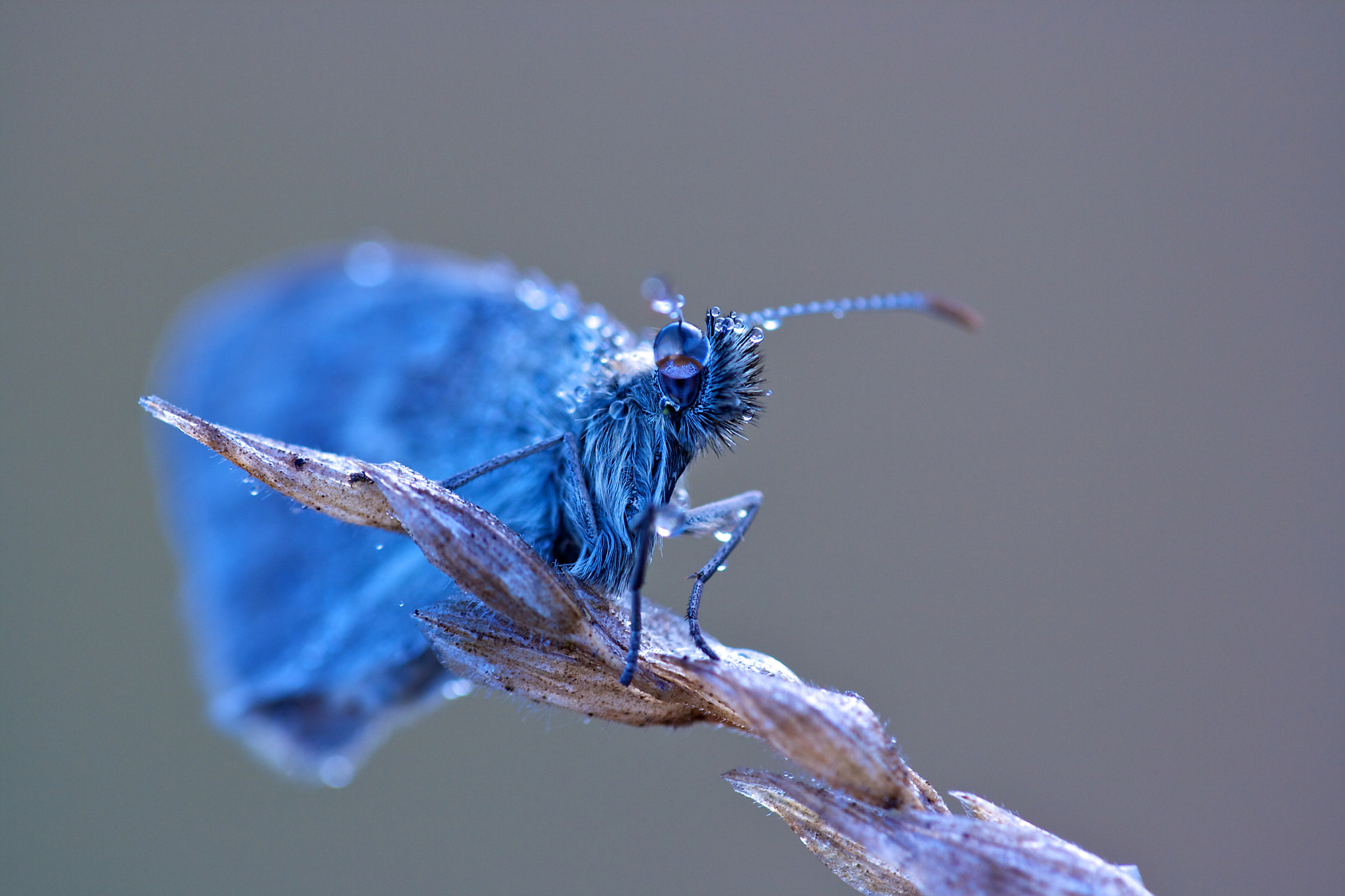 Canon EF 180mm F3.5L Macro USM sample photo. Blue dragon photography