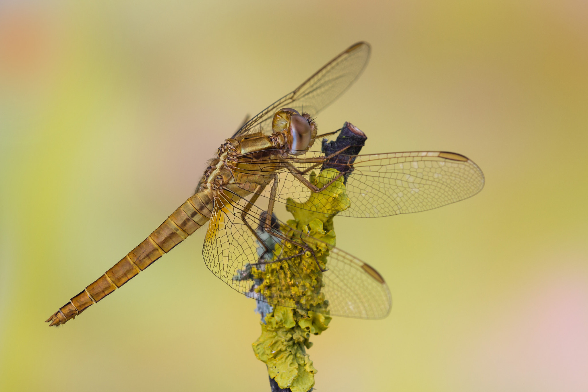 Tamron SP AF 180mm F3.5 Di LD (IF) Macro sample photo. Croccobella photography
