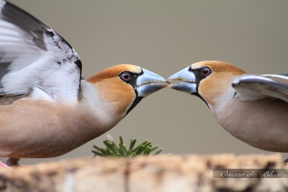 Canon EOS 7D + Canon EF 400mm f/2.8L sample photo. Hawfinch photography