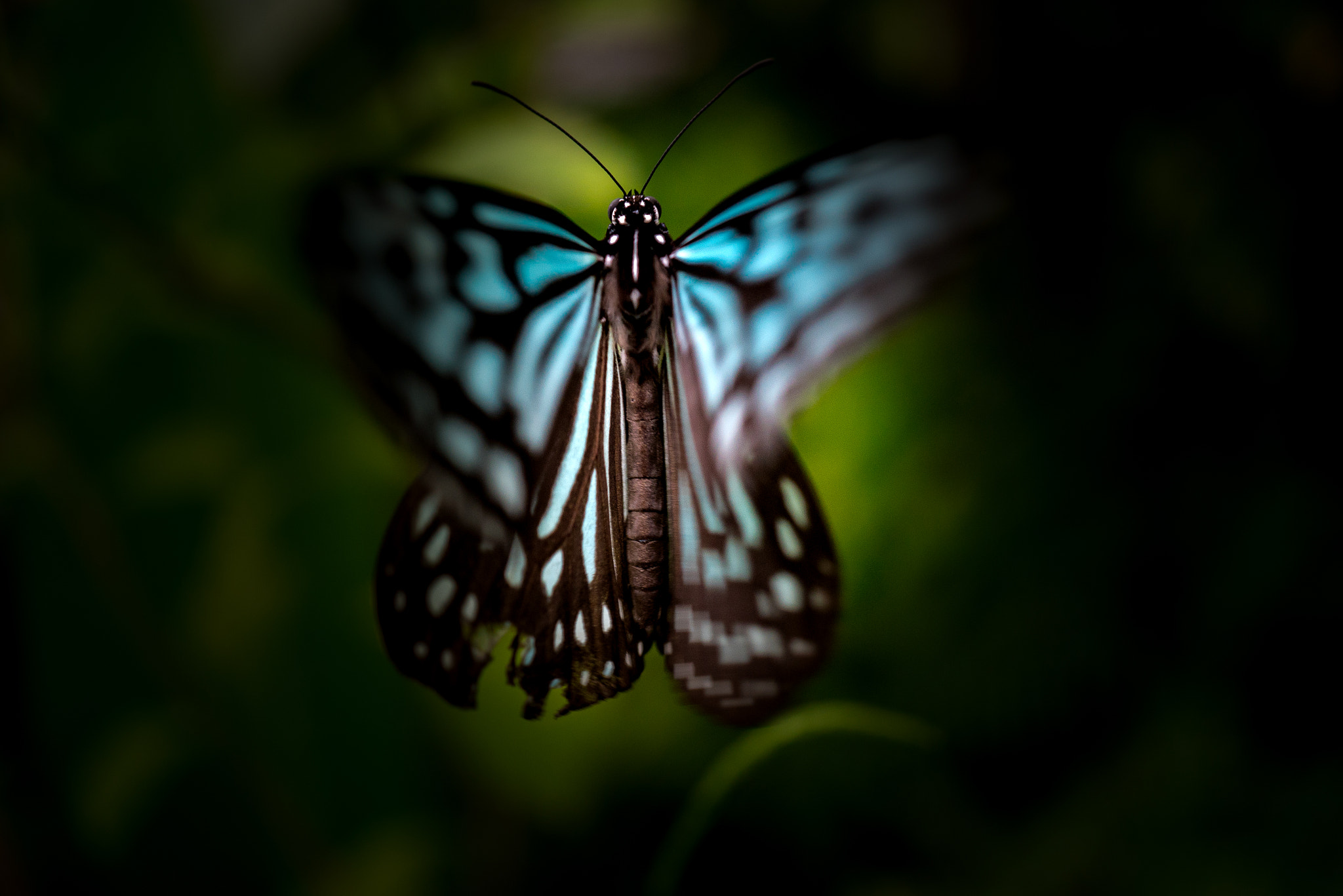 Sony a7R II + Sony E 30mm F3.5 Macro sample photo. Butterfly photography