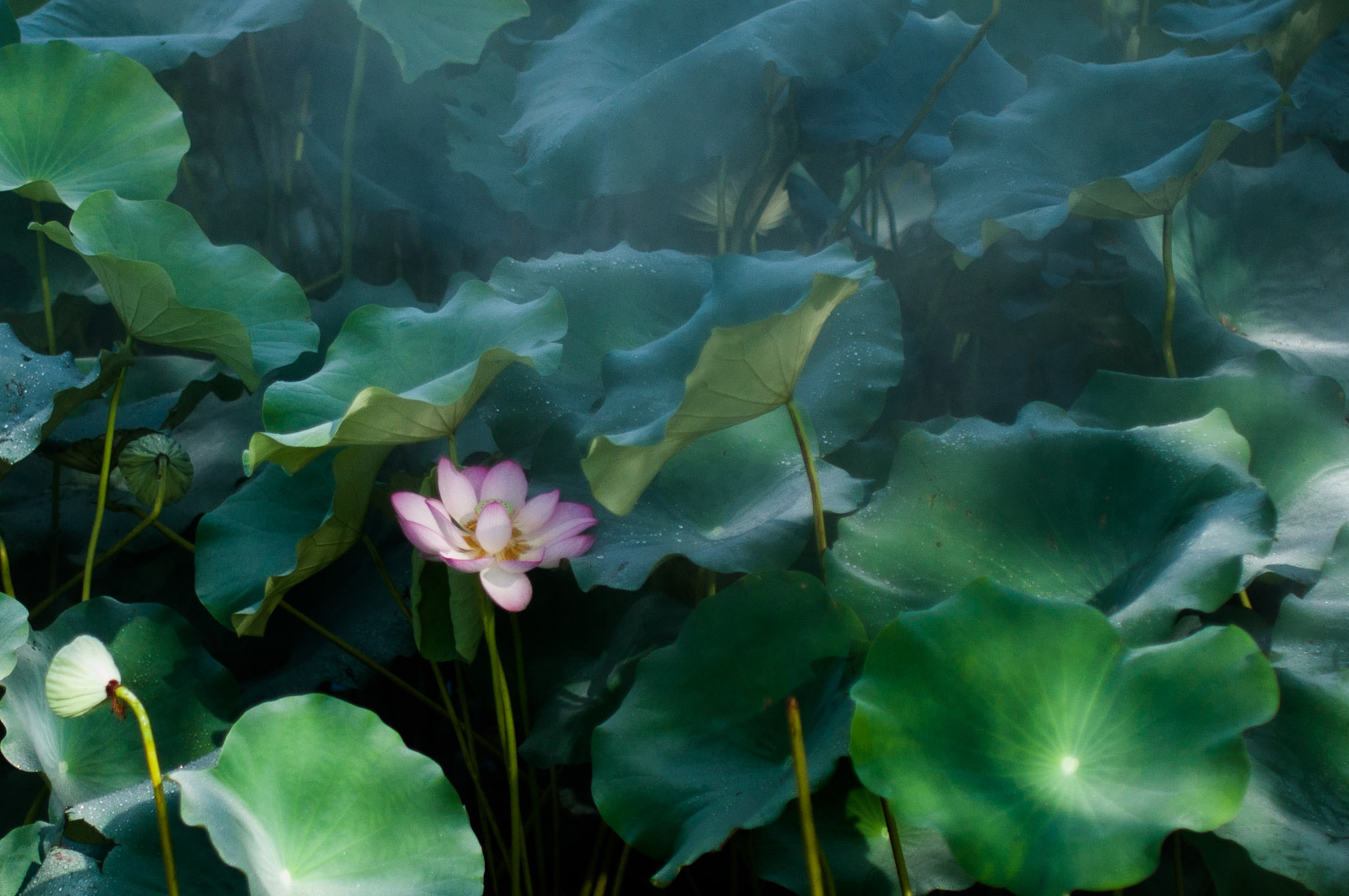 Nikon D90 + Sigma 35mm F1.4 DG HSM Art sample photo. Summer lotus photography