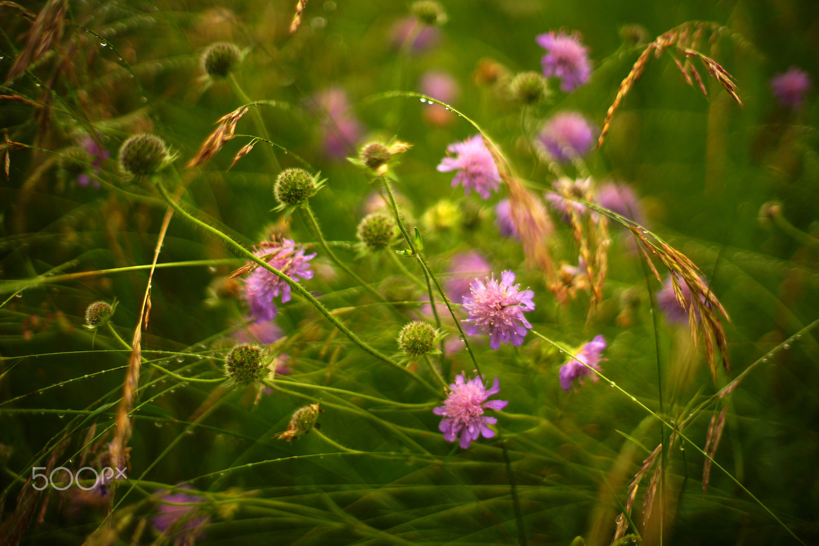 Sony a99 II + Minolta AF 50mm F1.4 [New] sample photo. Wildflowers. lausanne, suisse, 2016-06-21 photography