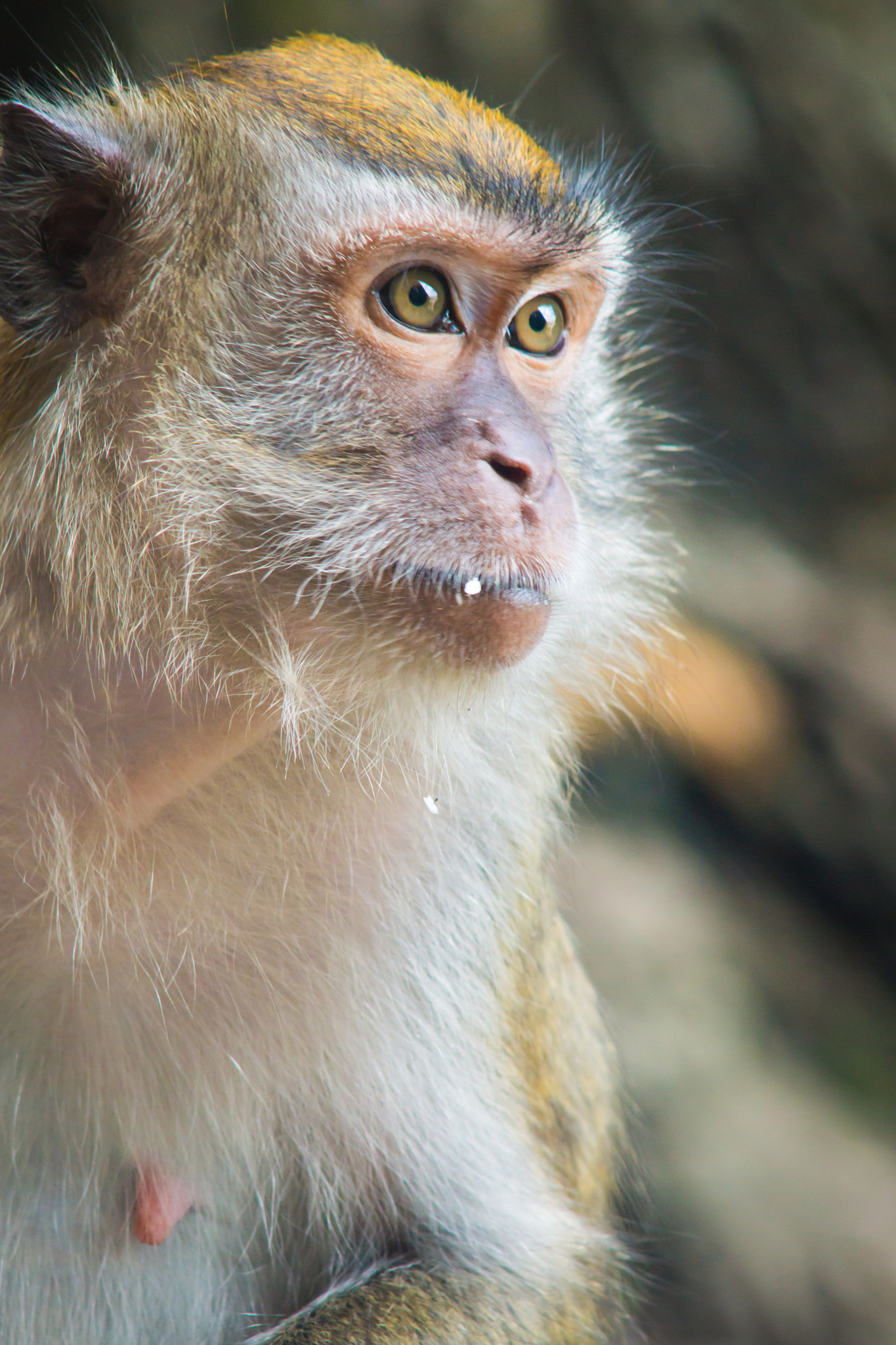 Minolta AF 70-210mm F3.5-4.5 sample photo. Monkey photography