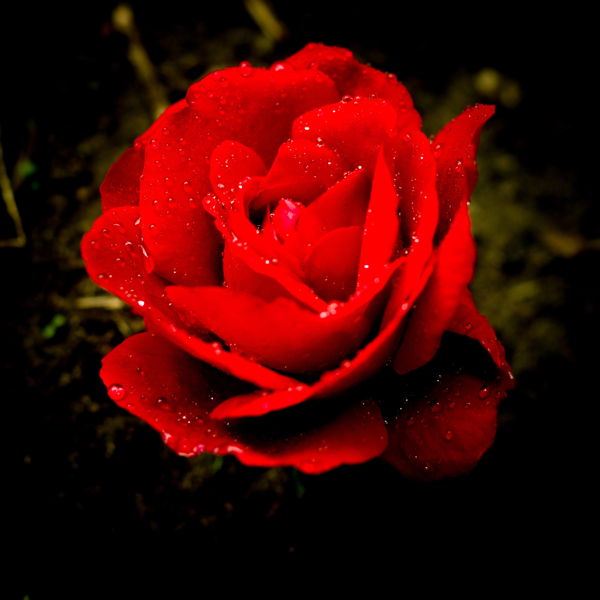 Sony SLT-A58 + Sony DT 35mm F1.8 SAM sample photo. Rose on a rainy day. photography
