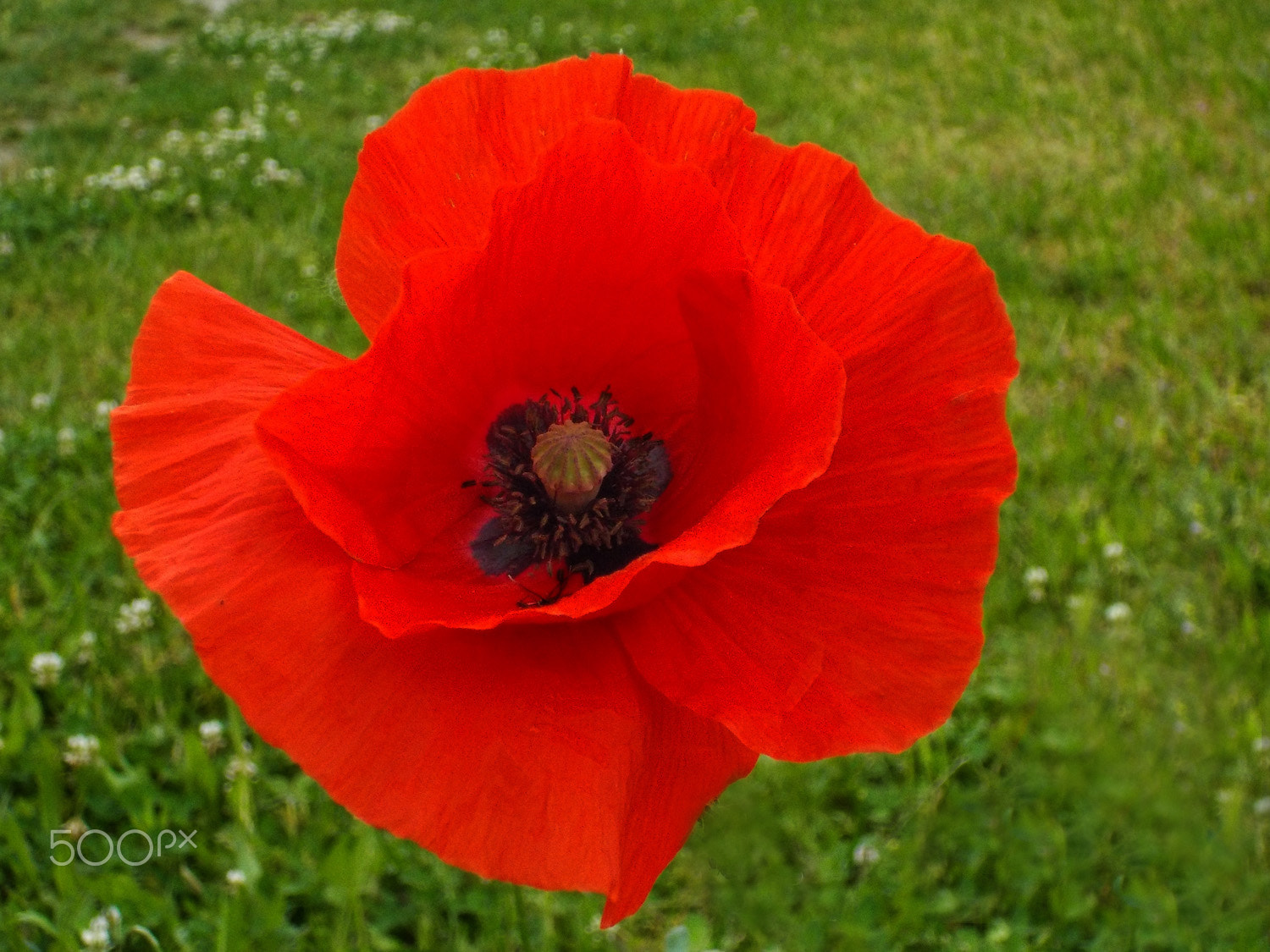 Nikon Coolpix S33 sample photo. Red poppy photography
