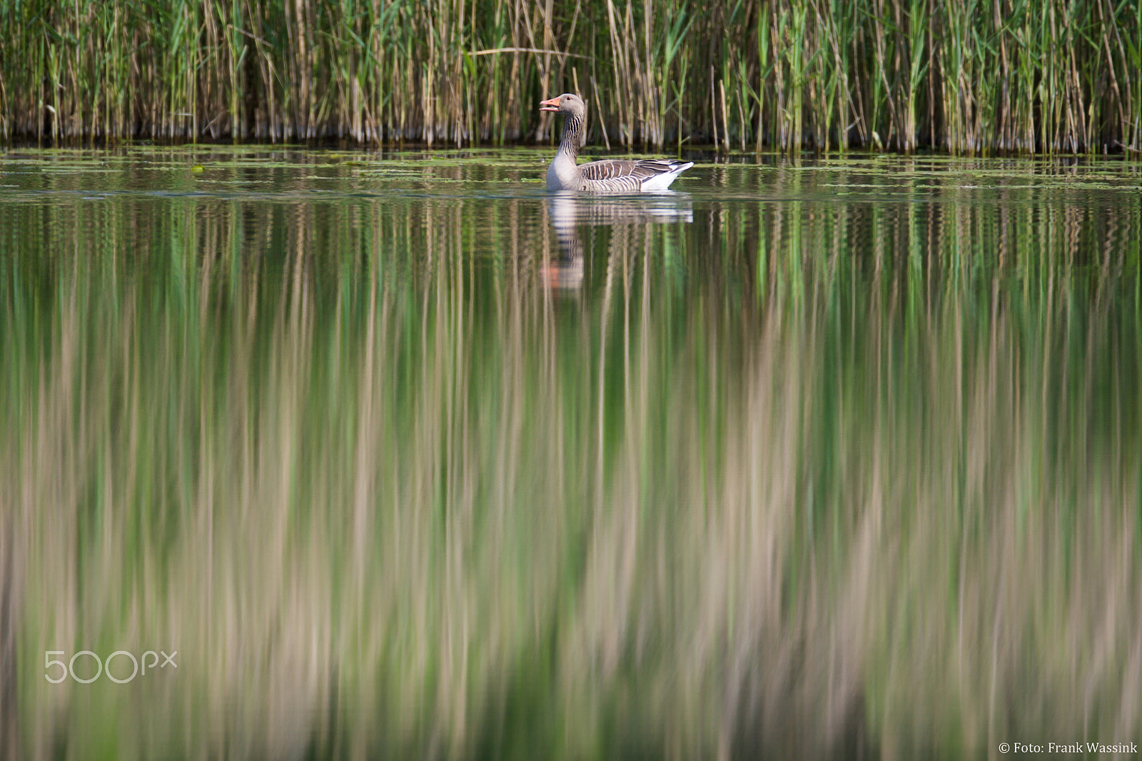 Canon EF 600mm f/4L IS sample photo. Grey goose mirroring photography