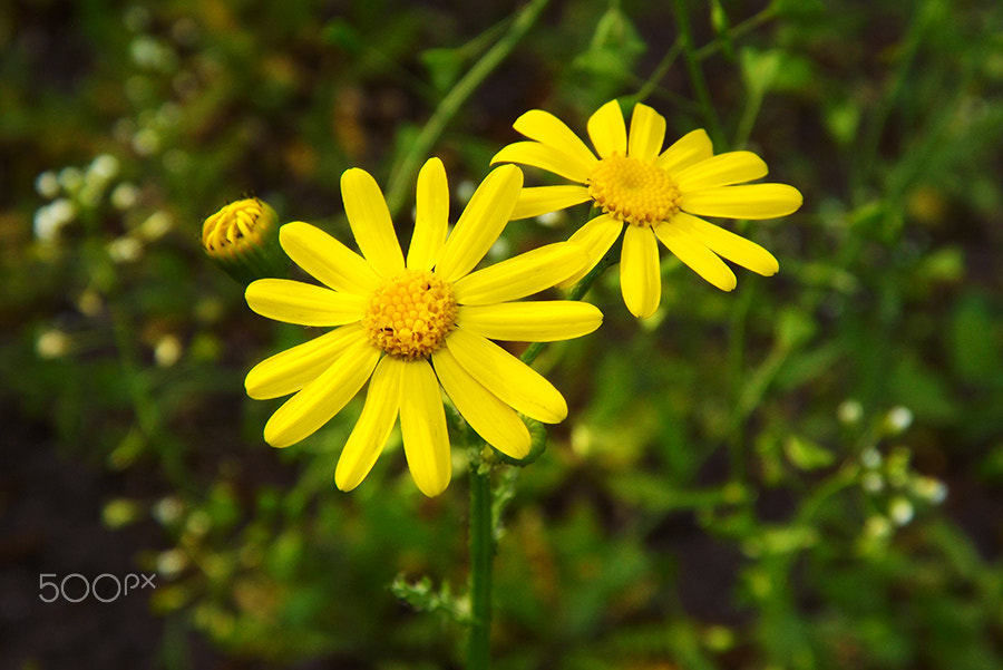 Fujifilm FinePix SL240 sample photo. Bright flowers photography