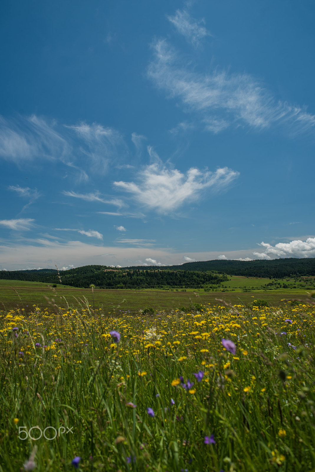 Nikon D750 + Nikon AF Nikkor 28mm F2.8D sample photo. Field of flowers and sky with clouds.jpg photography