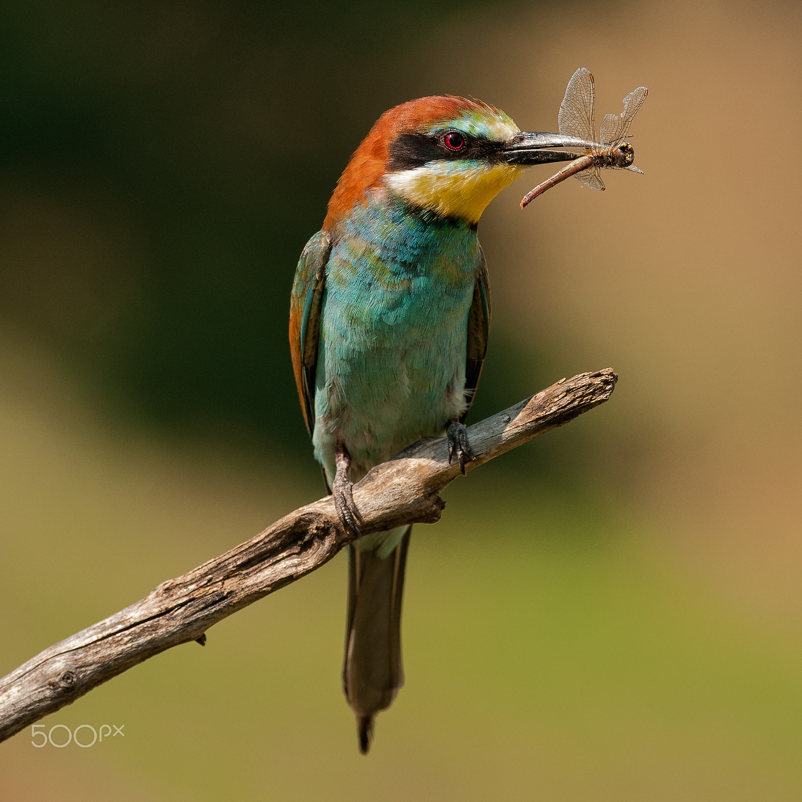 Nikon AF-S Nikkor 300mm F2.8G ED VR II sample photo. Bee-eater photography