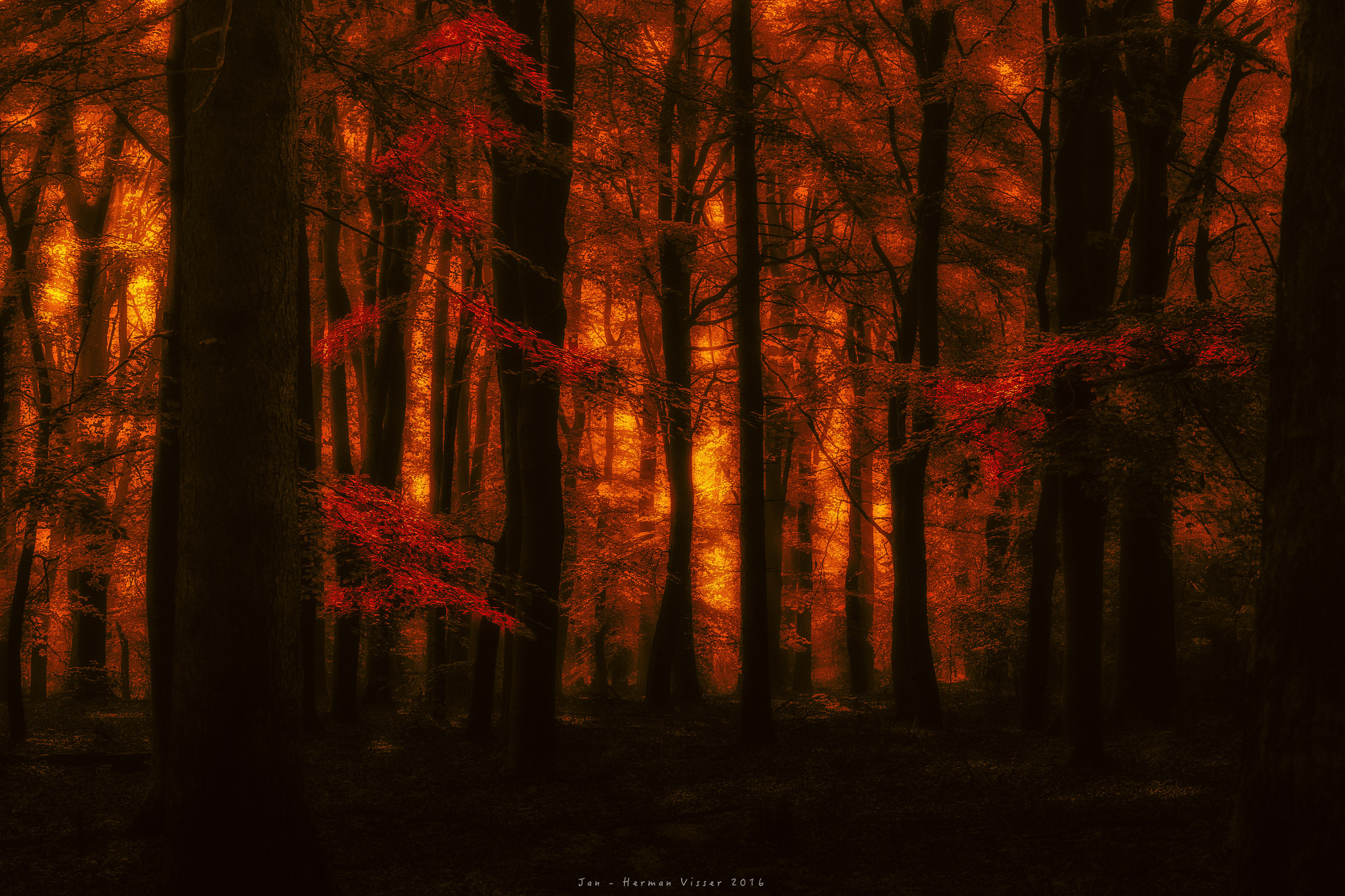 Canon EF 50-200mm f/3.5-4.5 sample photo. Trees watching sunrise... photography