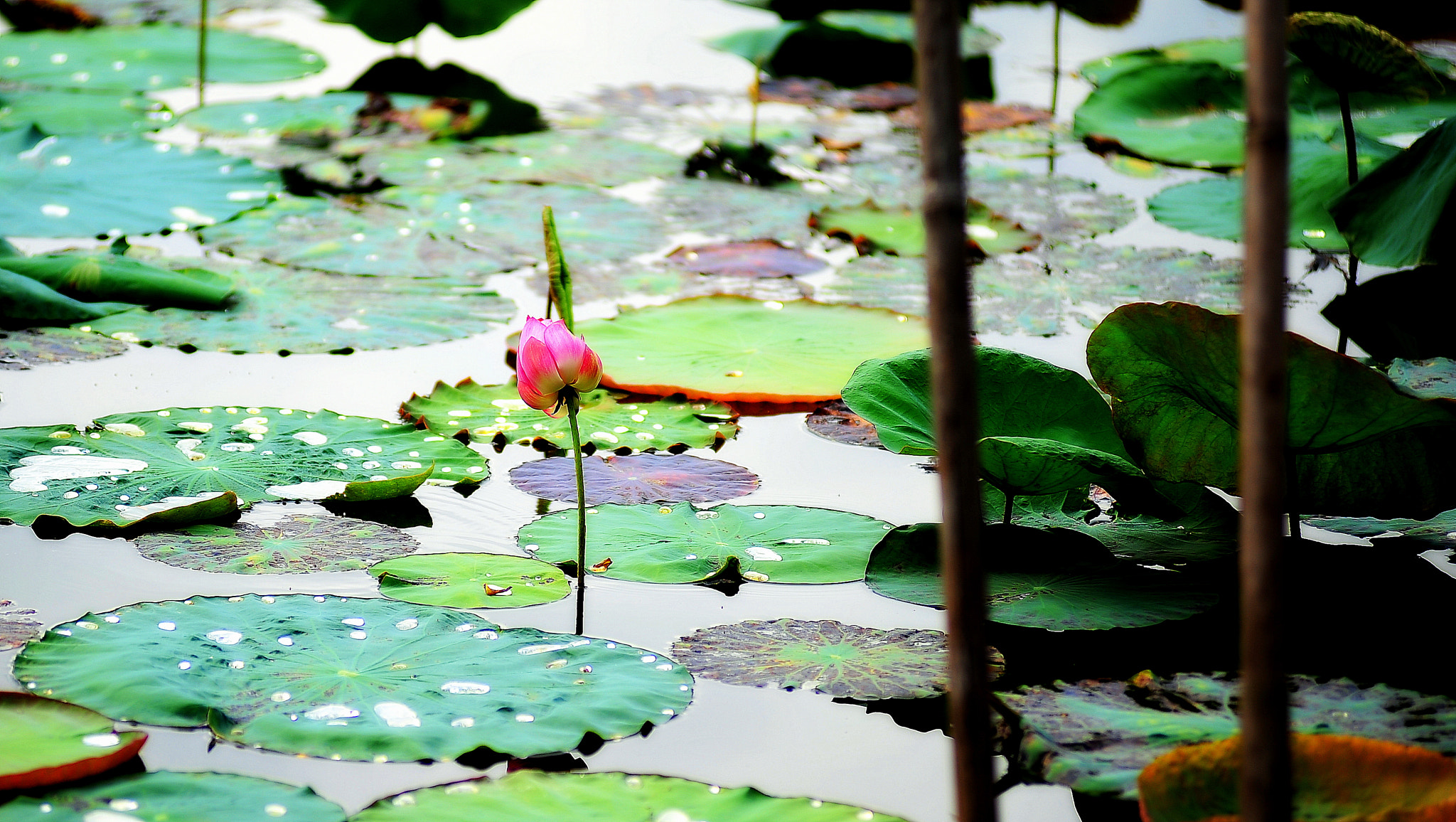 Nikon AF-Nikkor 80-200mm F2.8D ED sample photo. After the rain photography